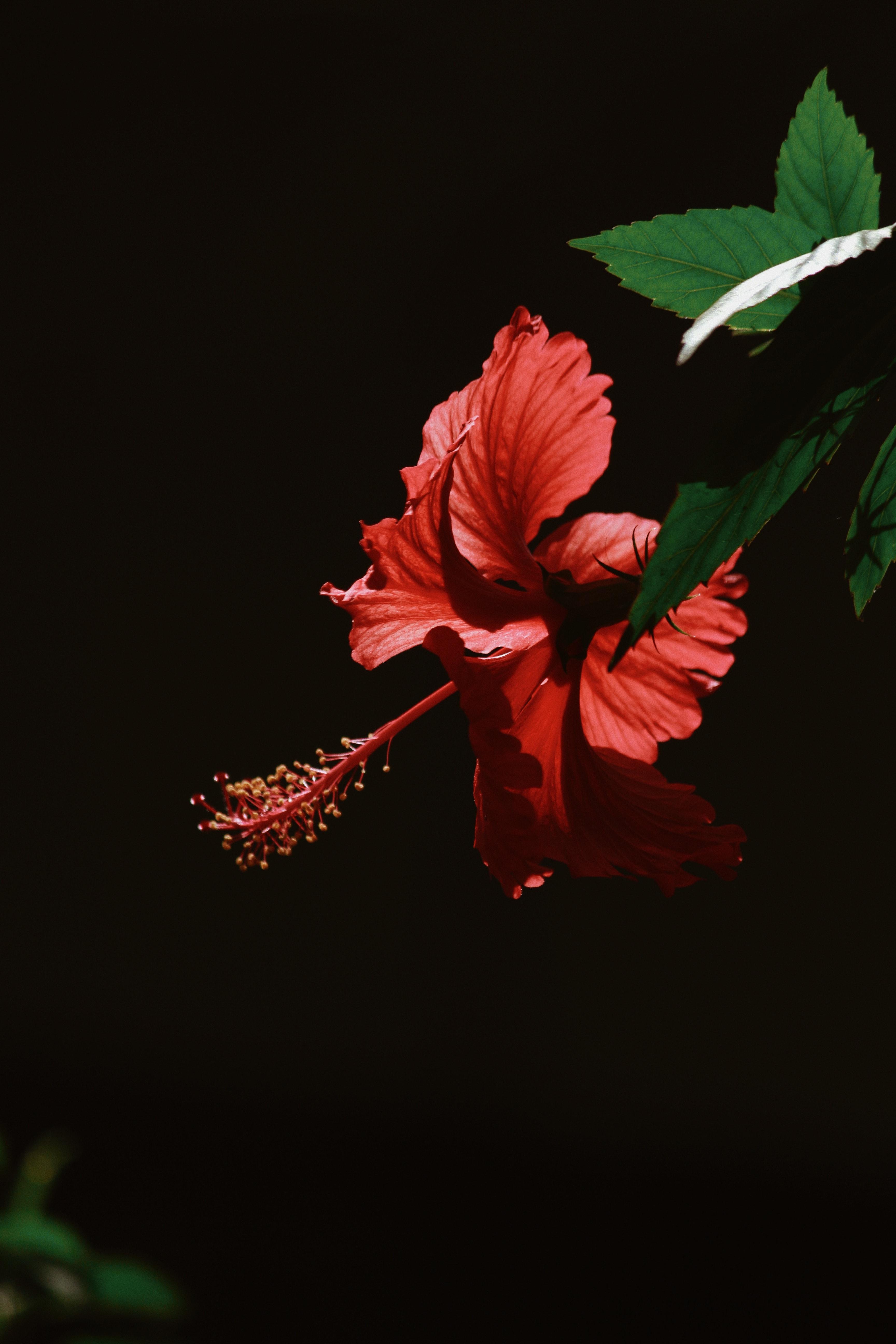 3456x5184 Hibiscus Photo, Download Free Hibiscus & HD Image