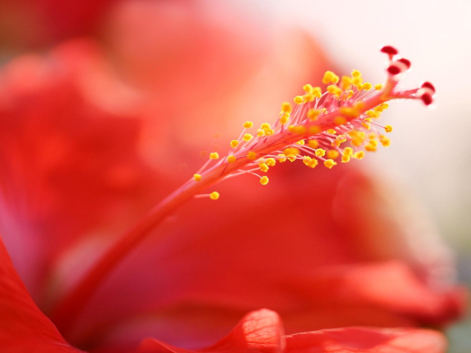 1600x1200 Red Hibiscus Flower