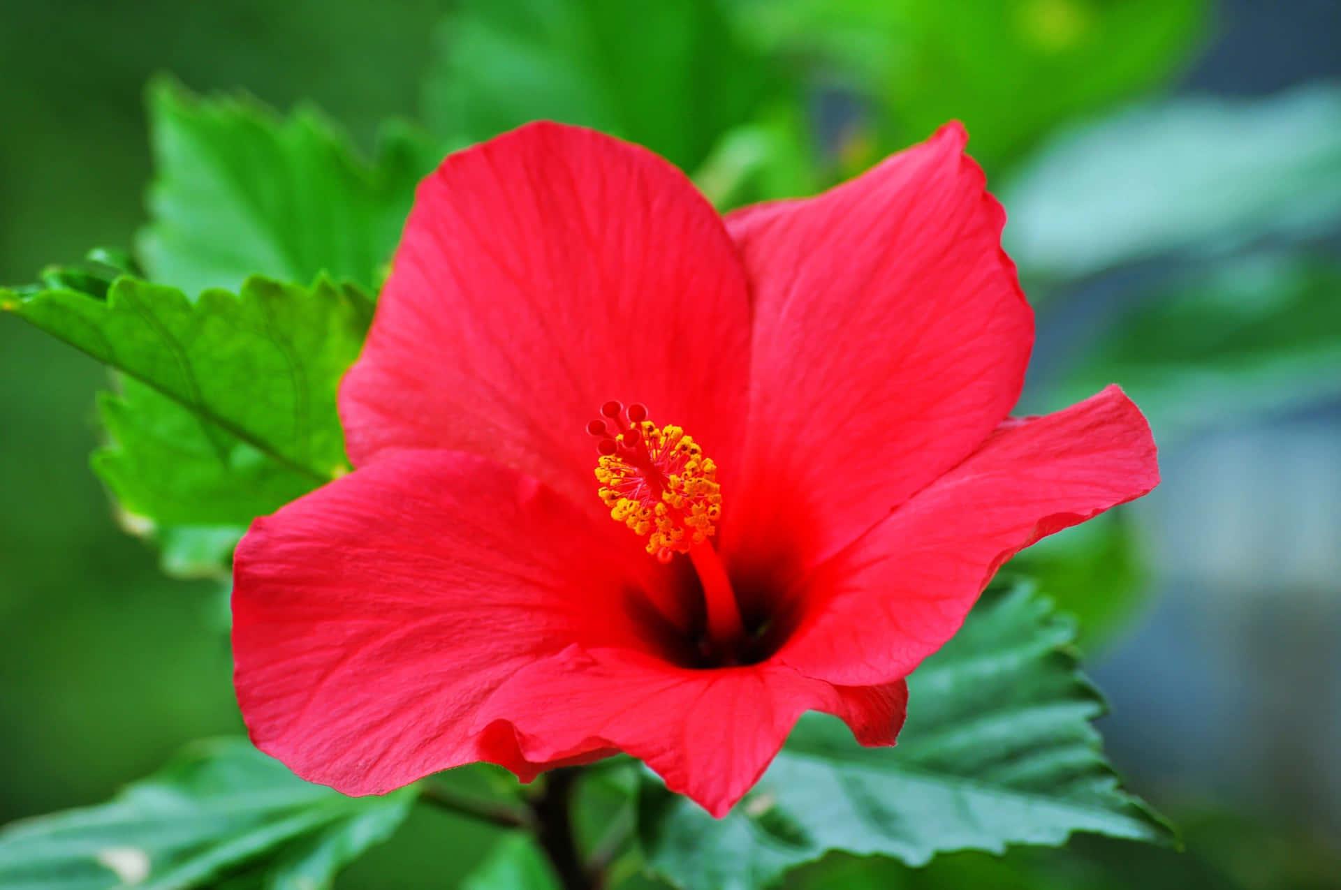 1920x1275 Download Beautiful Red Hibiscus Flower Wallpaper
