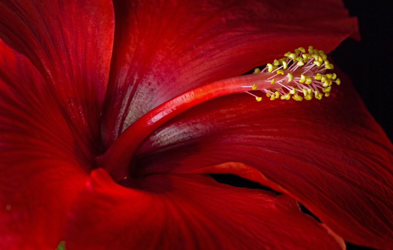 1332x850 Wallpaper macro, red, hibiscus image for desktop, section цветы