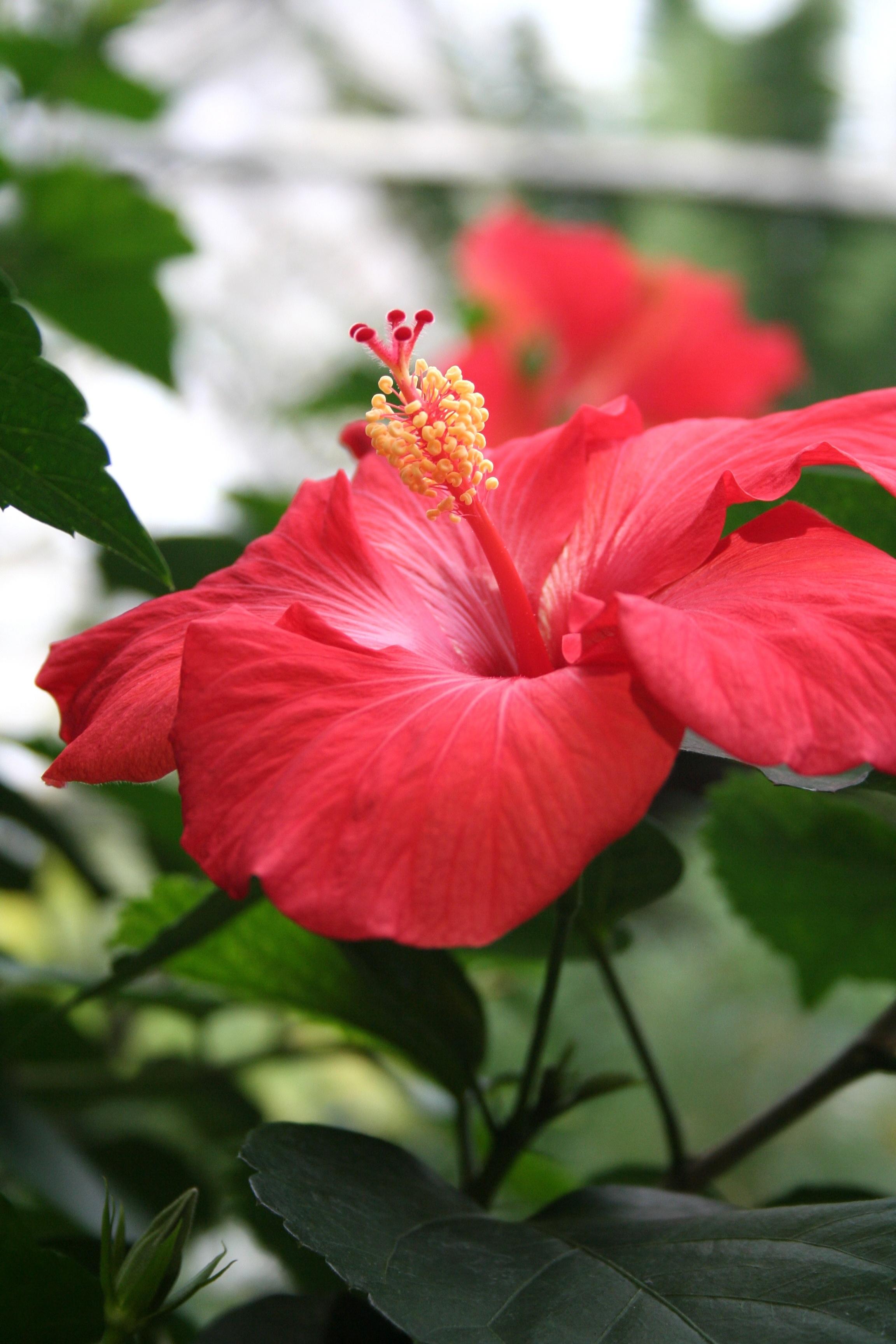 2304x3456 Hibiscus flower Wallpaper Download