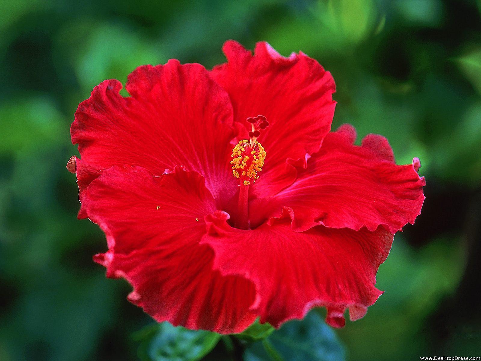 1600x1200 Desktop Wallpaper Flowers Background Red Hibiscus