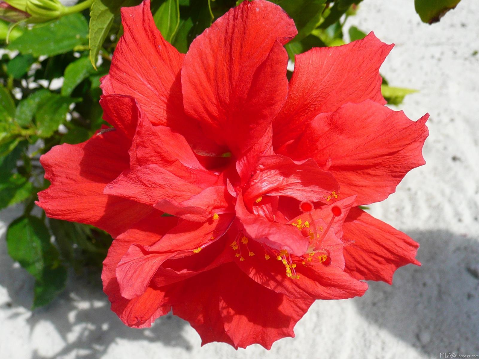 1601x1200 MLeWallpaper.com Double Hibiscus