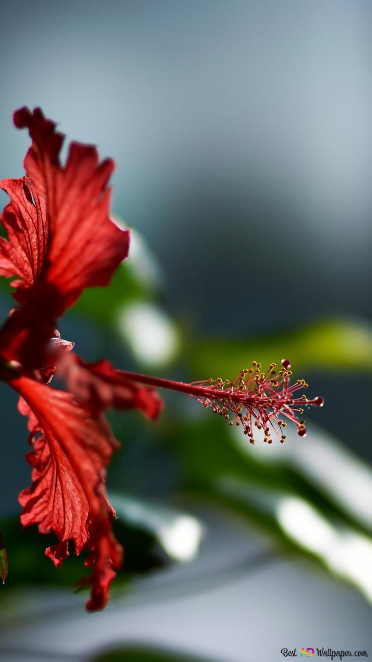 750x1334 Hibiscus with red color among green leaves 2K wallpaper download