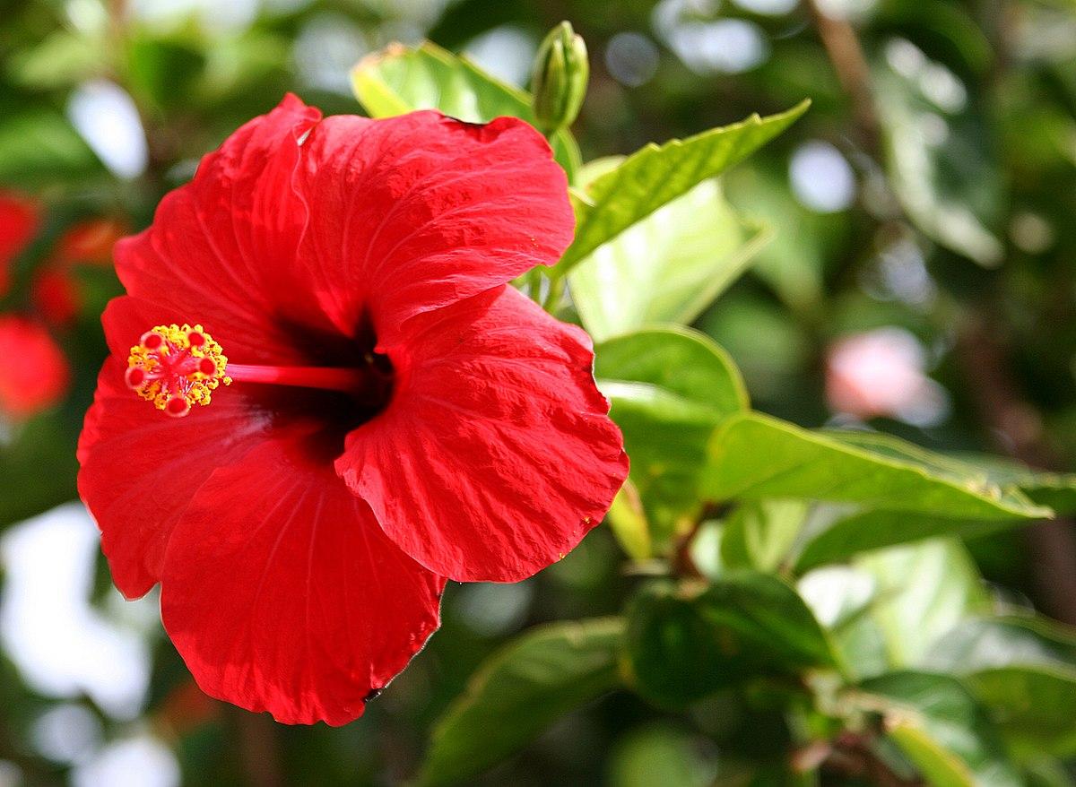 1200x878 Hibiscus Rosa Sinensis