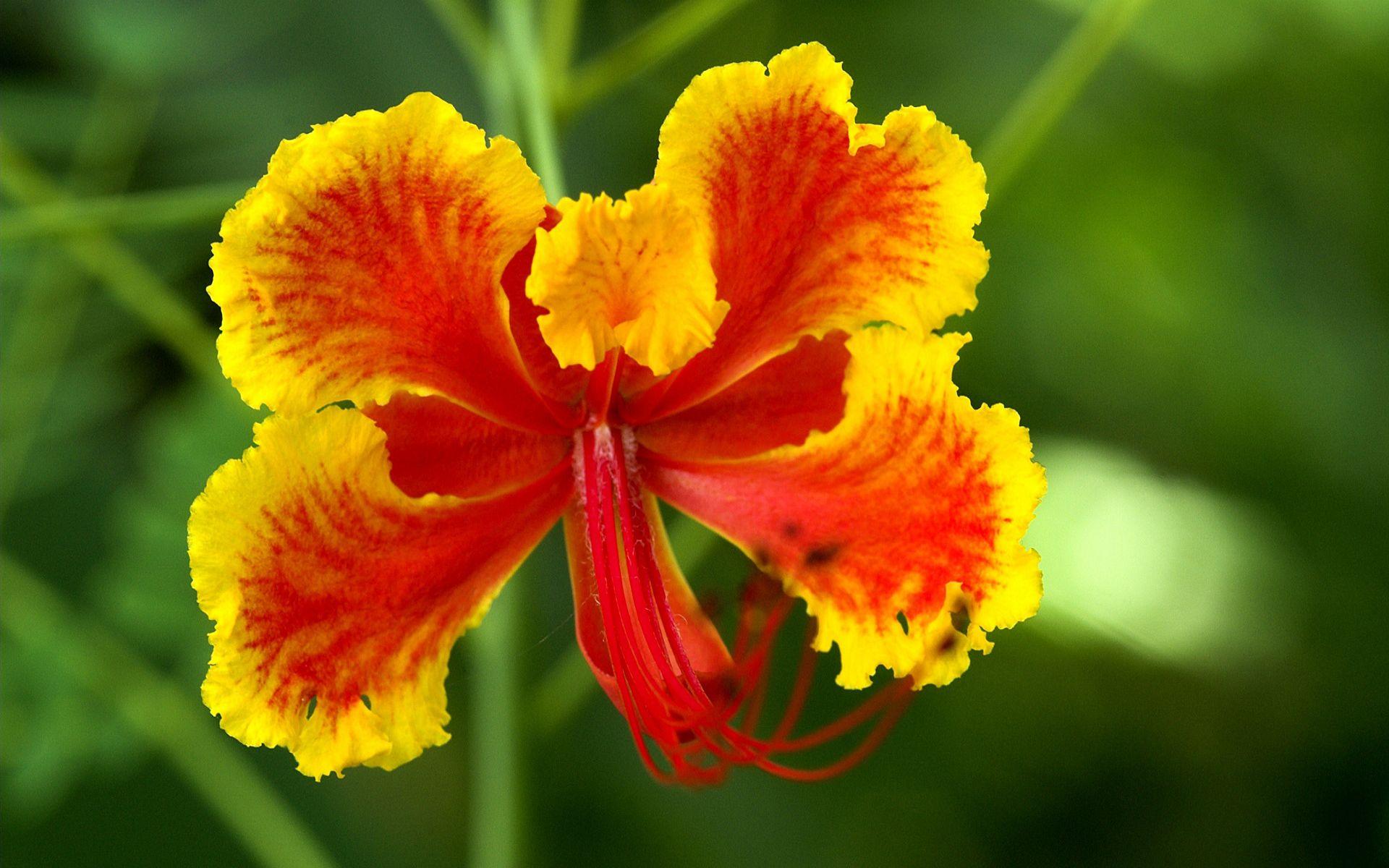 1920x1200 Yellow and Red Hibiscus HD wallpaper