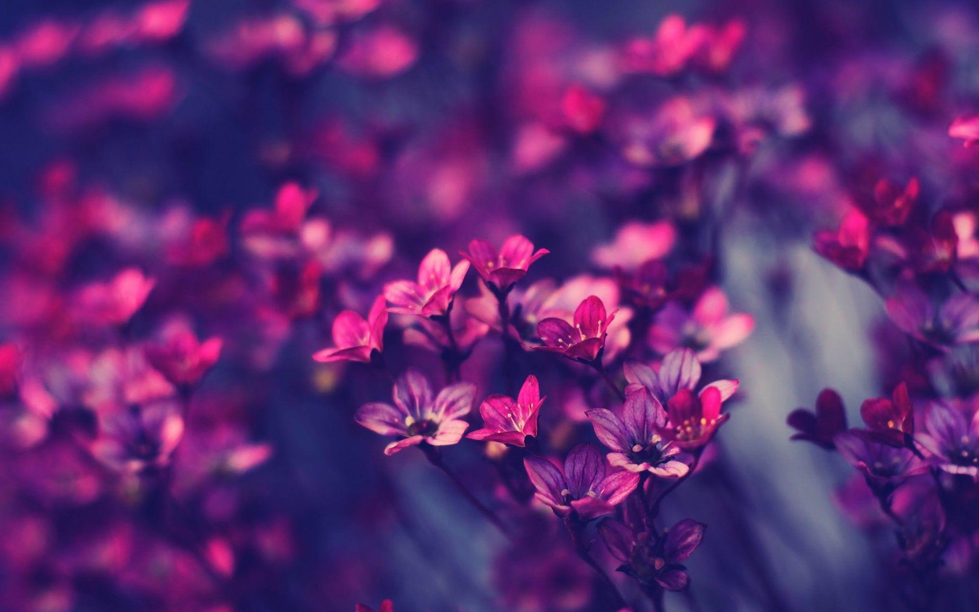 1920x1200 Purple Spring Flowers Wallpaper Desktop Background Is 4K Wallpaper