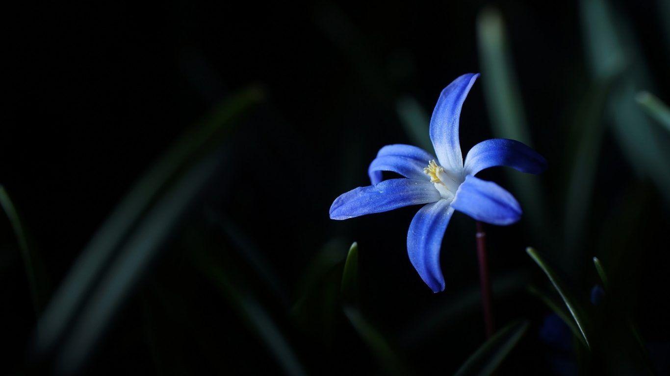 1366x768 Dark Blue Flower HD Wallpaper