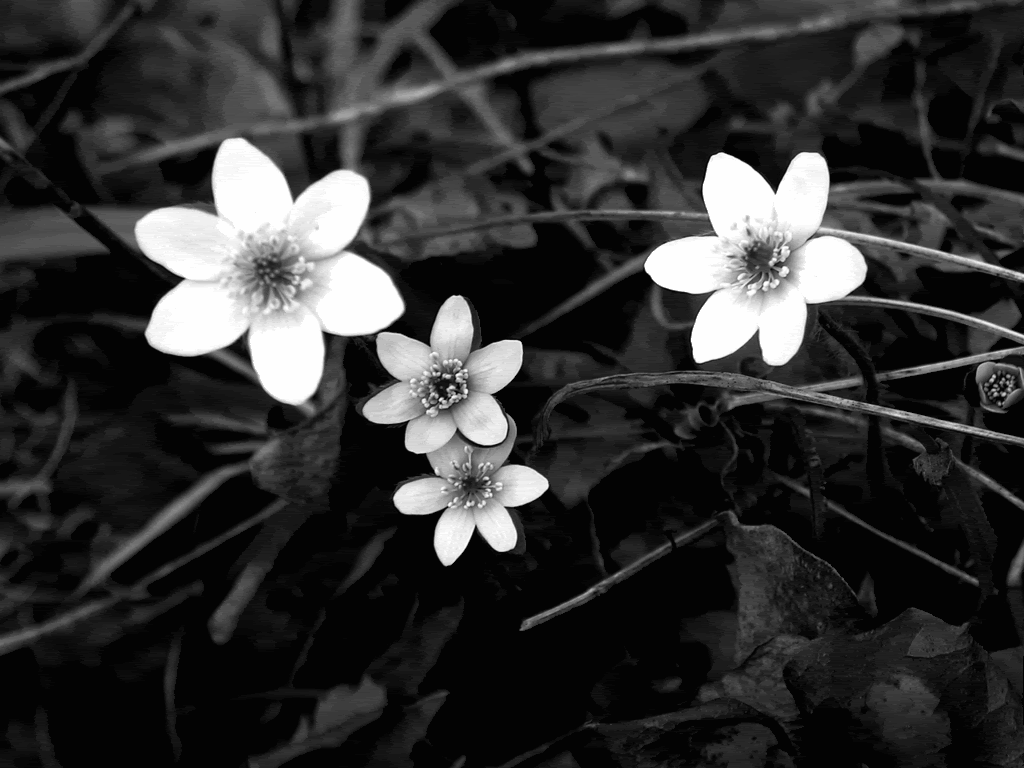 1024x768 Black Flowers Wallpaper