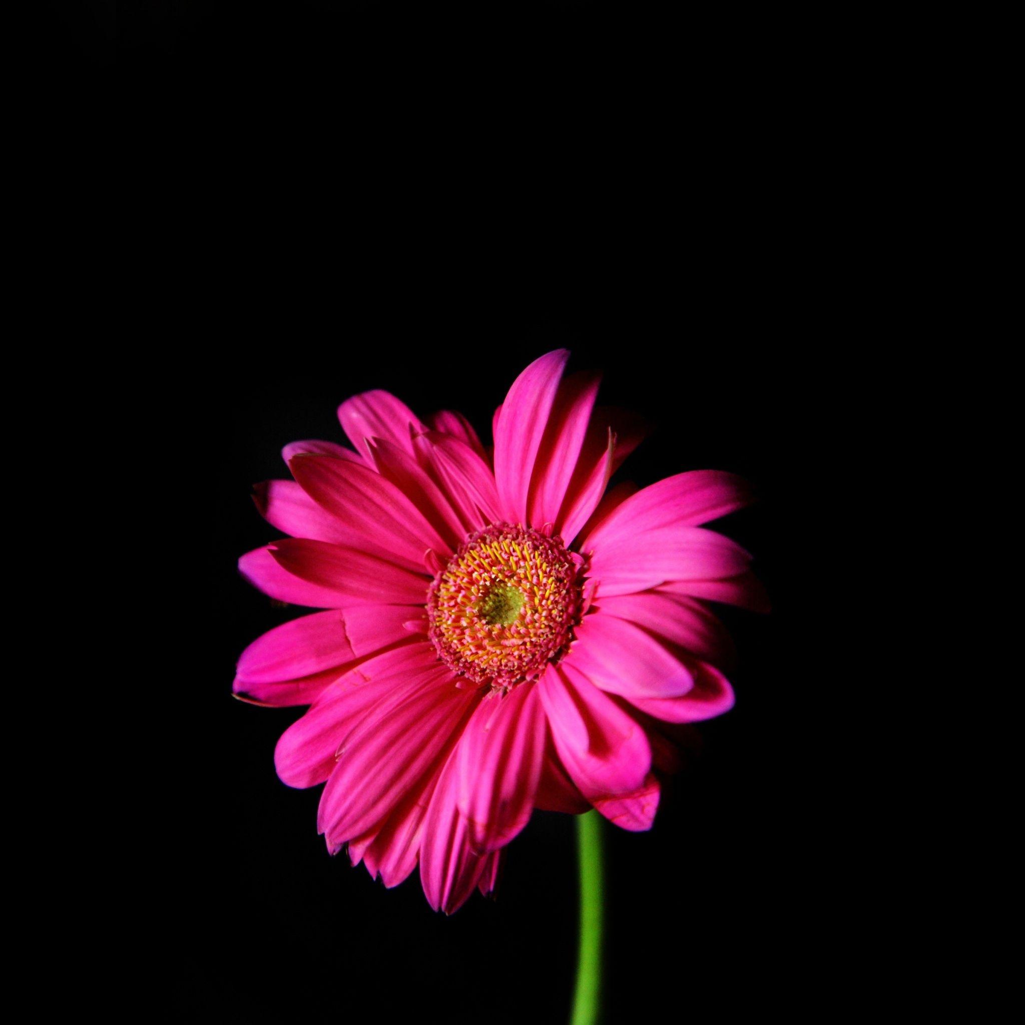 2048x2048 Group of Dark Air Background Flower Wallpaper