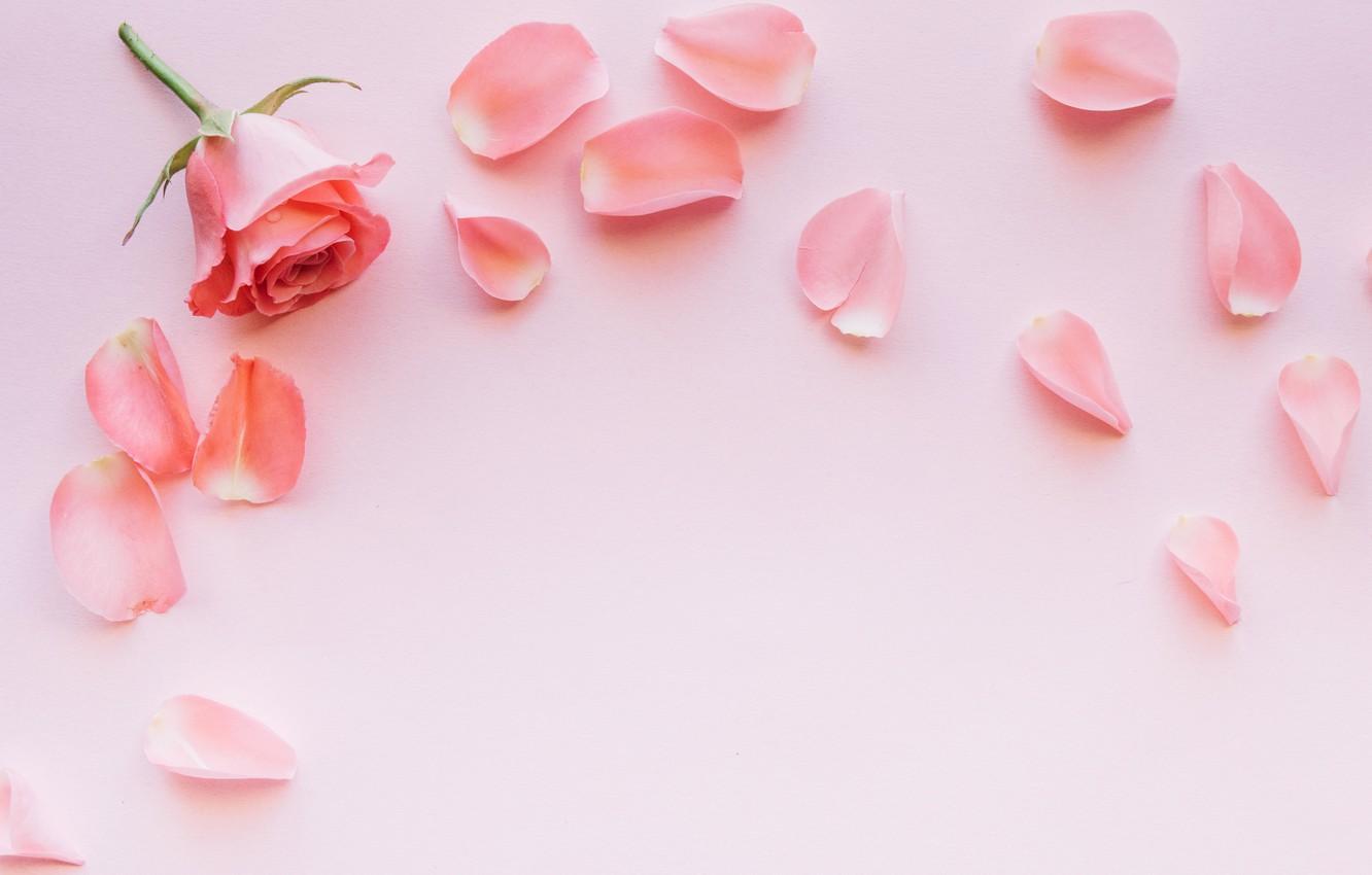 Pink Rose Petals Wallpapers - Top Free Pink Rose Petals Backgrounds ...
