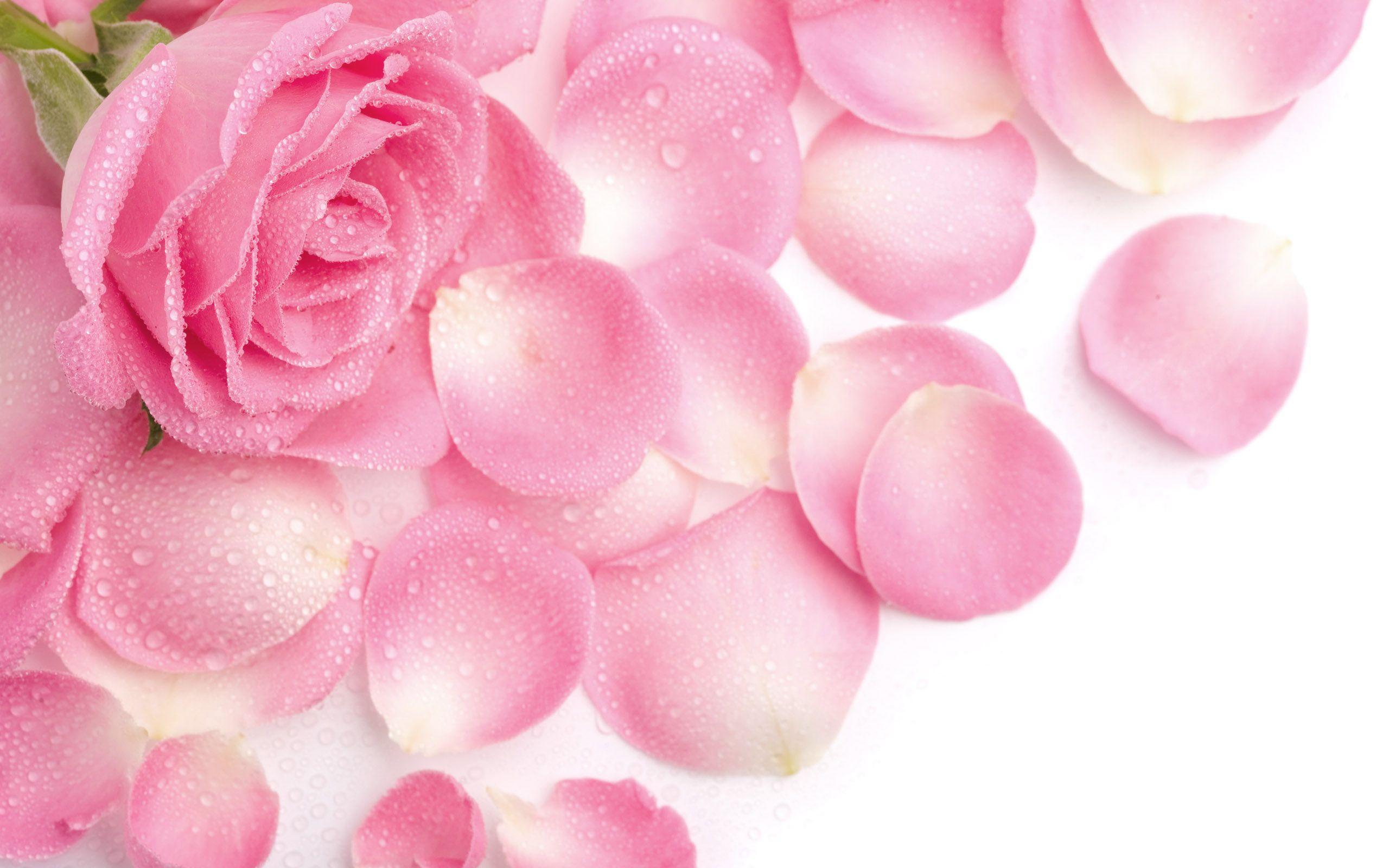 2560x1600 Pink beautiful rose, flower, petals, pink, rose, water drops 240252 240252. Pink rose flower, Pink flowers, Beautiful pink roses