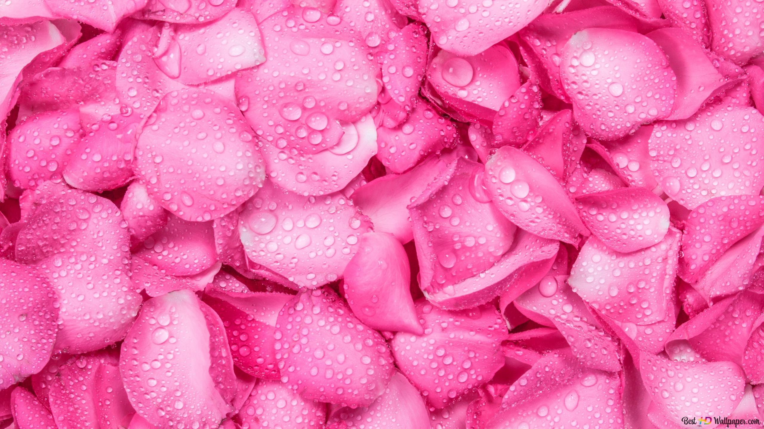 Pink Valentines Day   Rose Petals Wallpapers