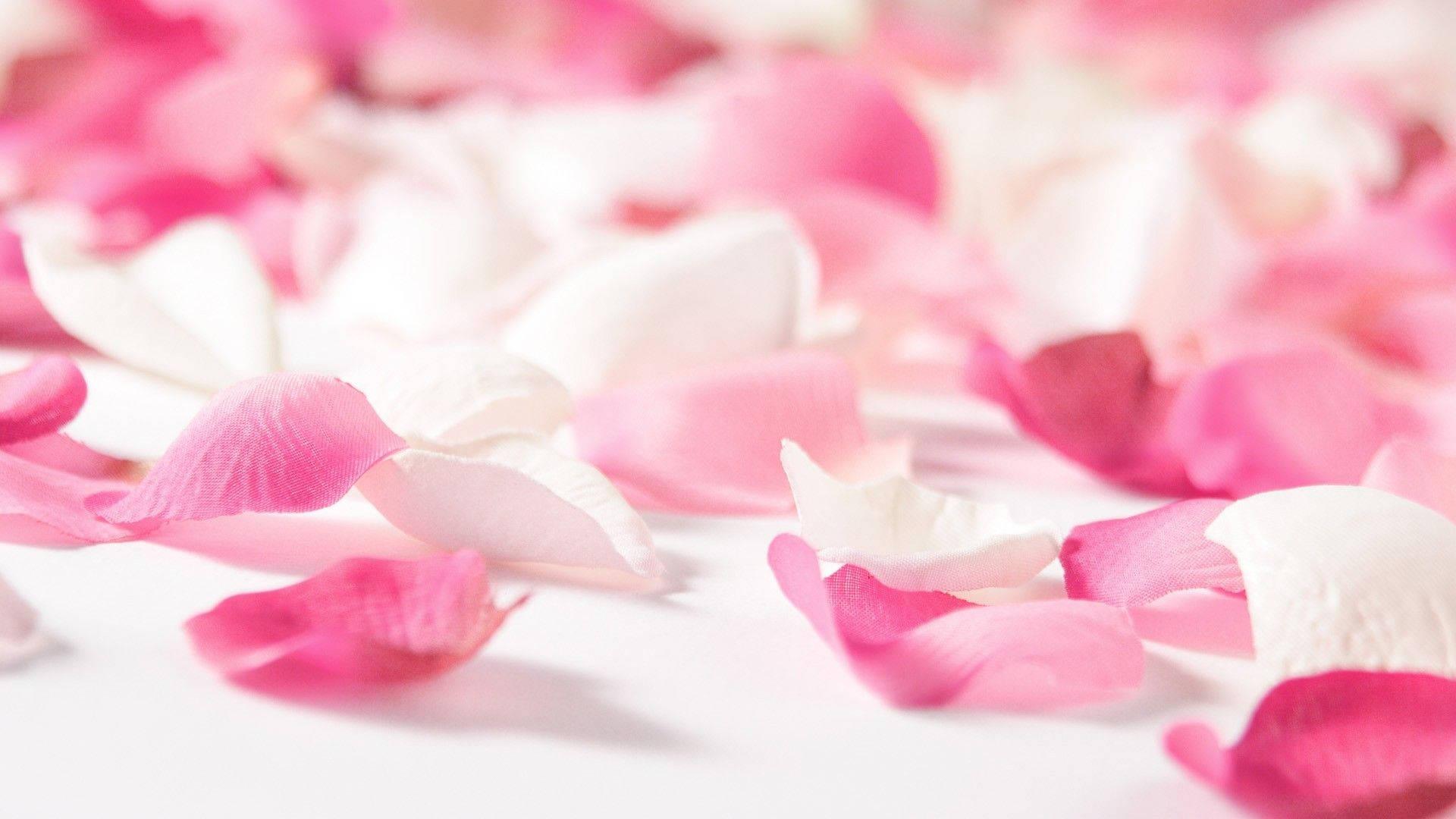 Pink Rose Petals Wallpapers Top Free Pink Rose Petals Backgrounds