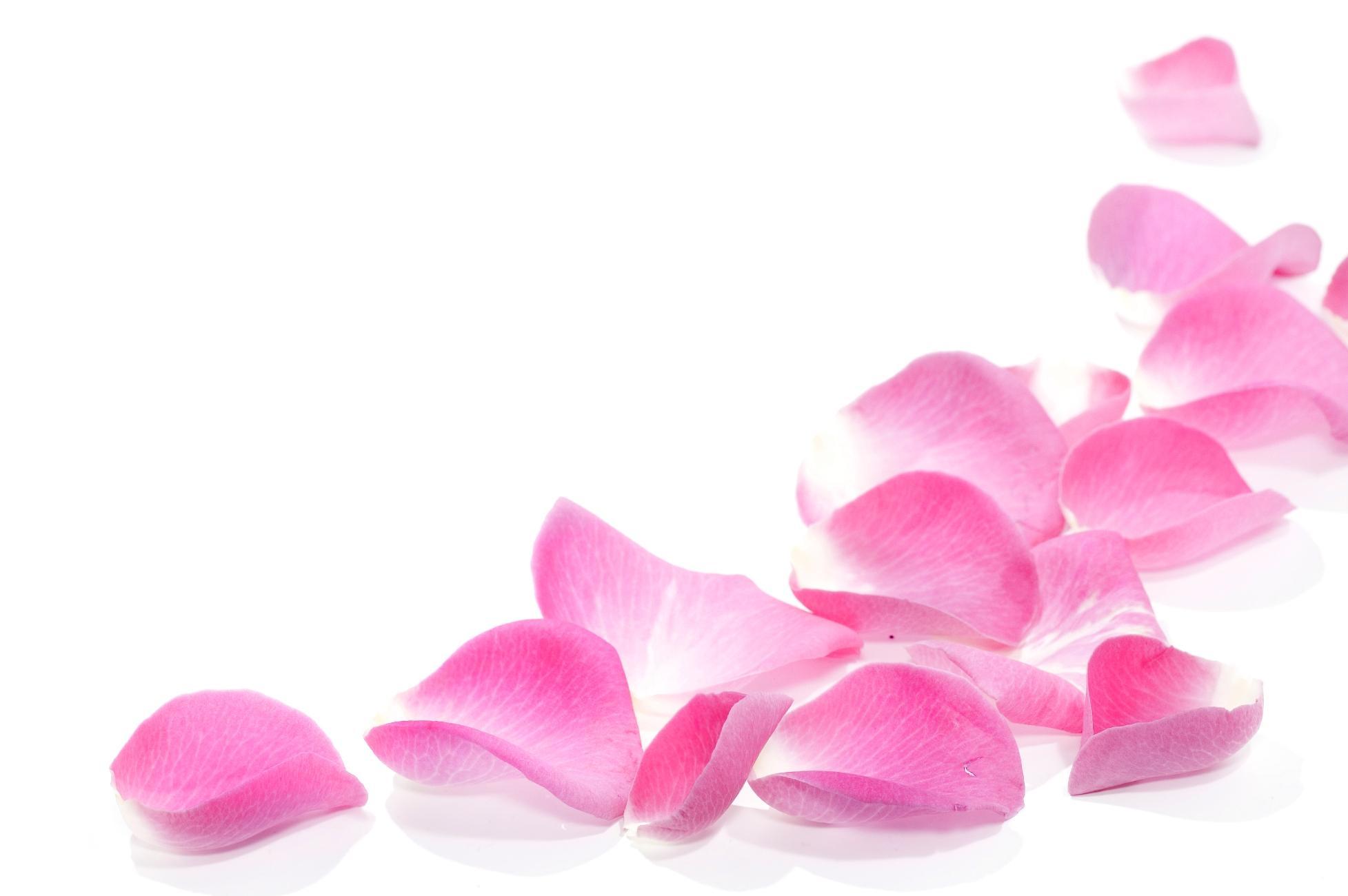 1955x1300 Pink Petals Wallpaper