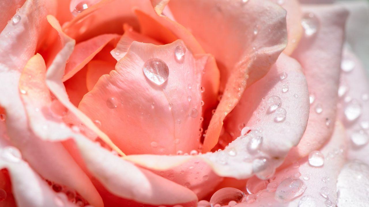 Pink Rose Petals Wallpapers Top Free Pink Rose Petals Backgrounds