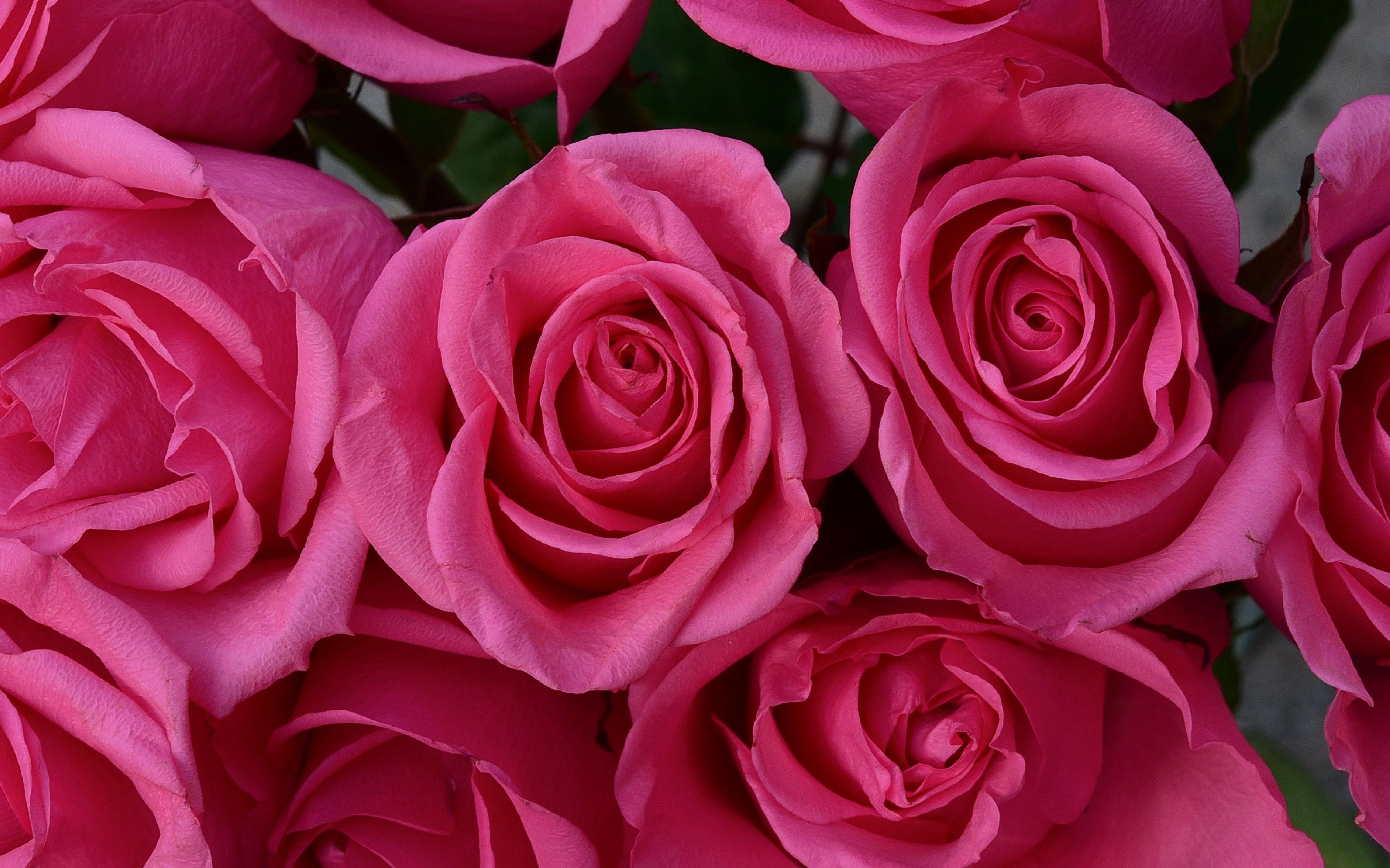3840x2400 Rose petals Wallpaper 4k Ultra HD
