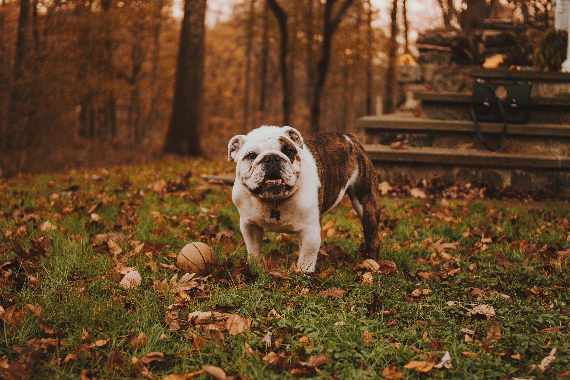 1920x1280 Free Bulldog Wallpaper Downloads, Bulldog Wallpaper for FREE