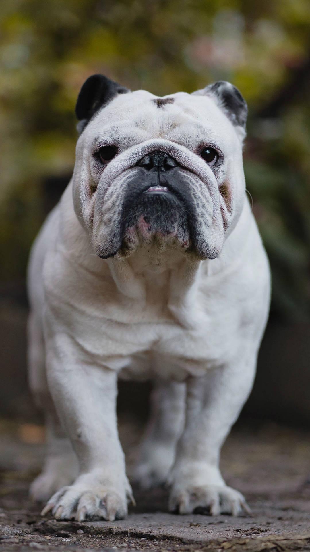 1080x1920 Free Bulldog Wallpaper Downloads, Bulldog Wallpaper for FREE