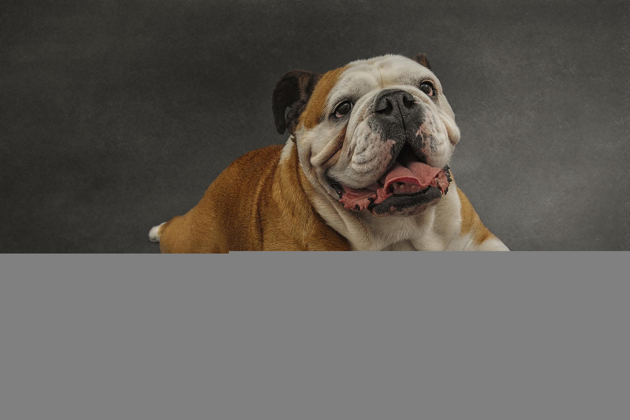 2048x1365 Wallpaper dog, eyes, friend, british bulldog wallpaper dog