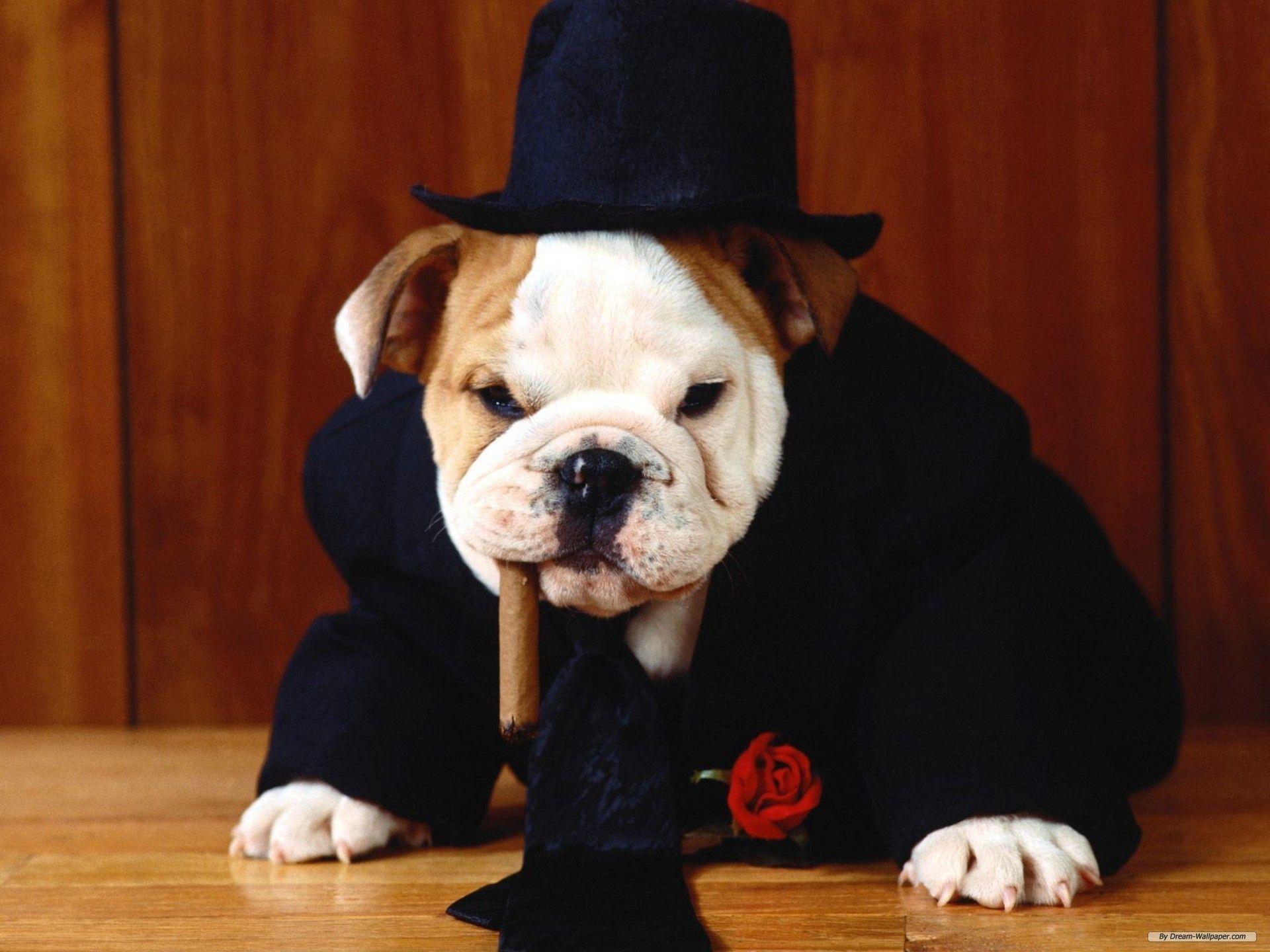 1920x1440 He means business #dogs #bulldog #animals #cute #adorable. Bulldog costume, Bulldog, English bulldog costume