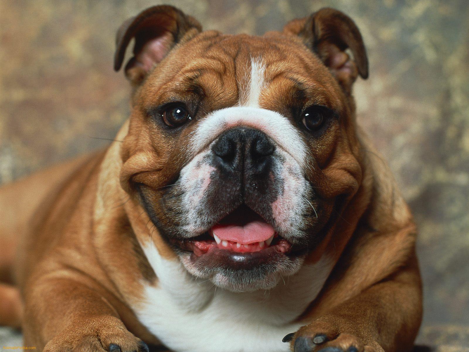 1600x1200 Bulldog looking at you photo and wallpaper. Beautiful Bulldog looking at you picture