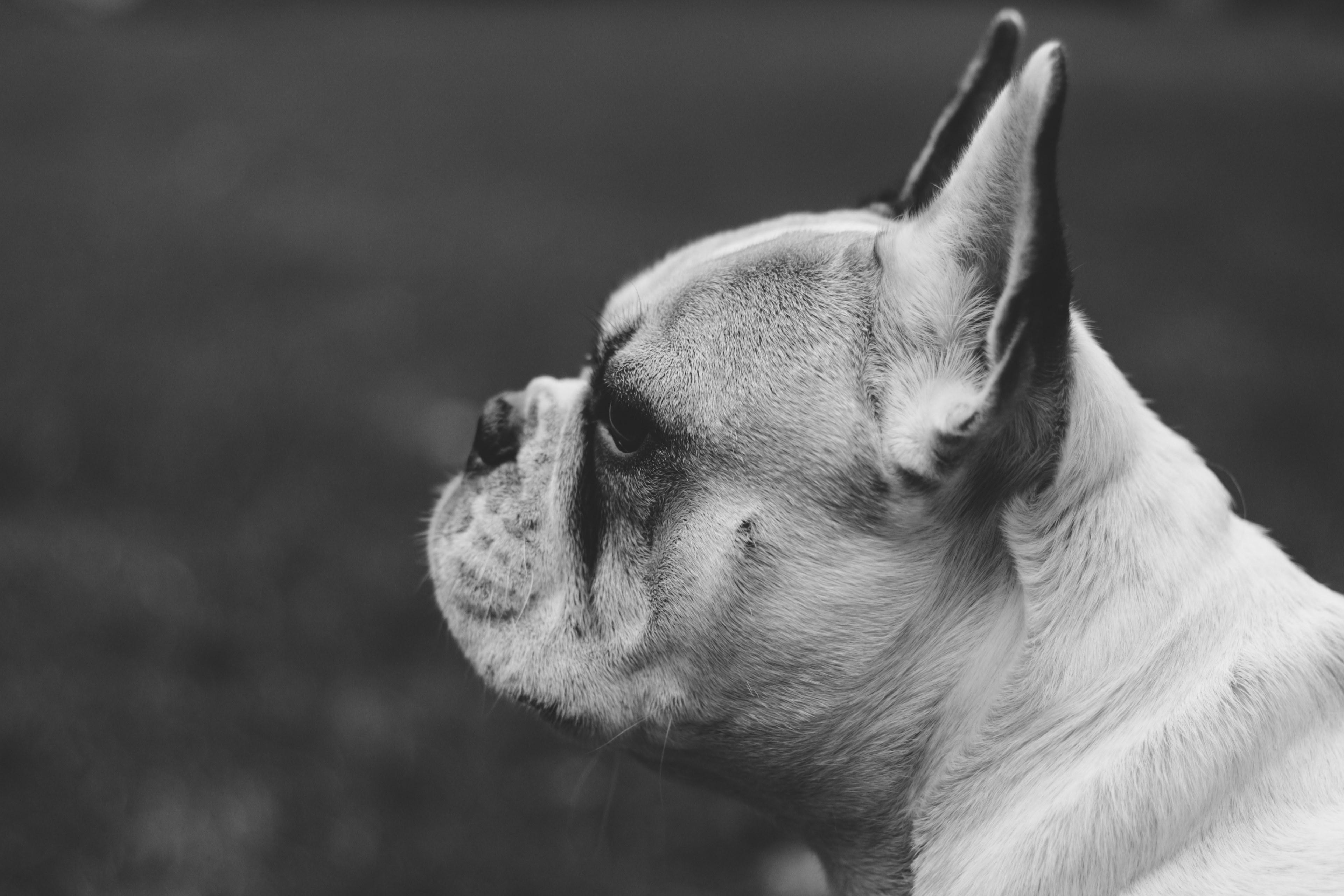 3840x2560 Wallpaper / portrait of a cute french bulldog outside, monochrome pug in kerpen 4k wallpaper free download