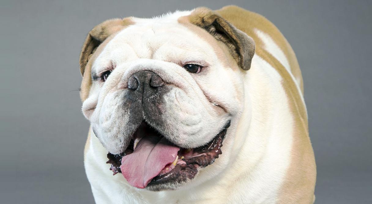 1216x668 The future of the Bulldog breed depends on the individual breeder