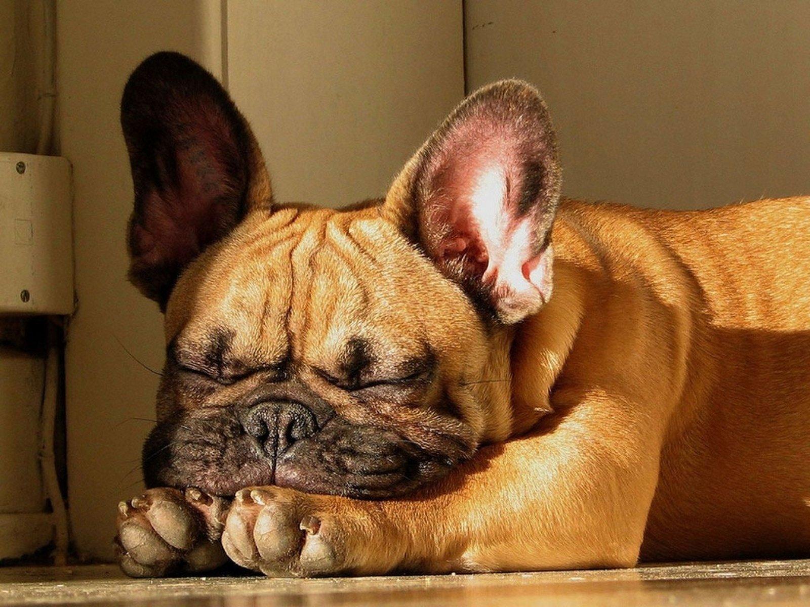 1600x1200 What Are the French Bulldog Zoomies?!