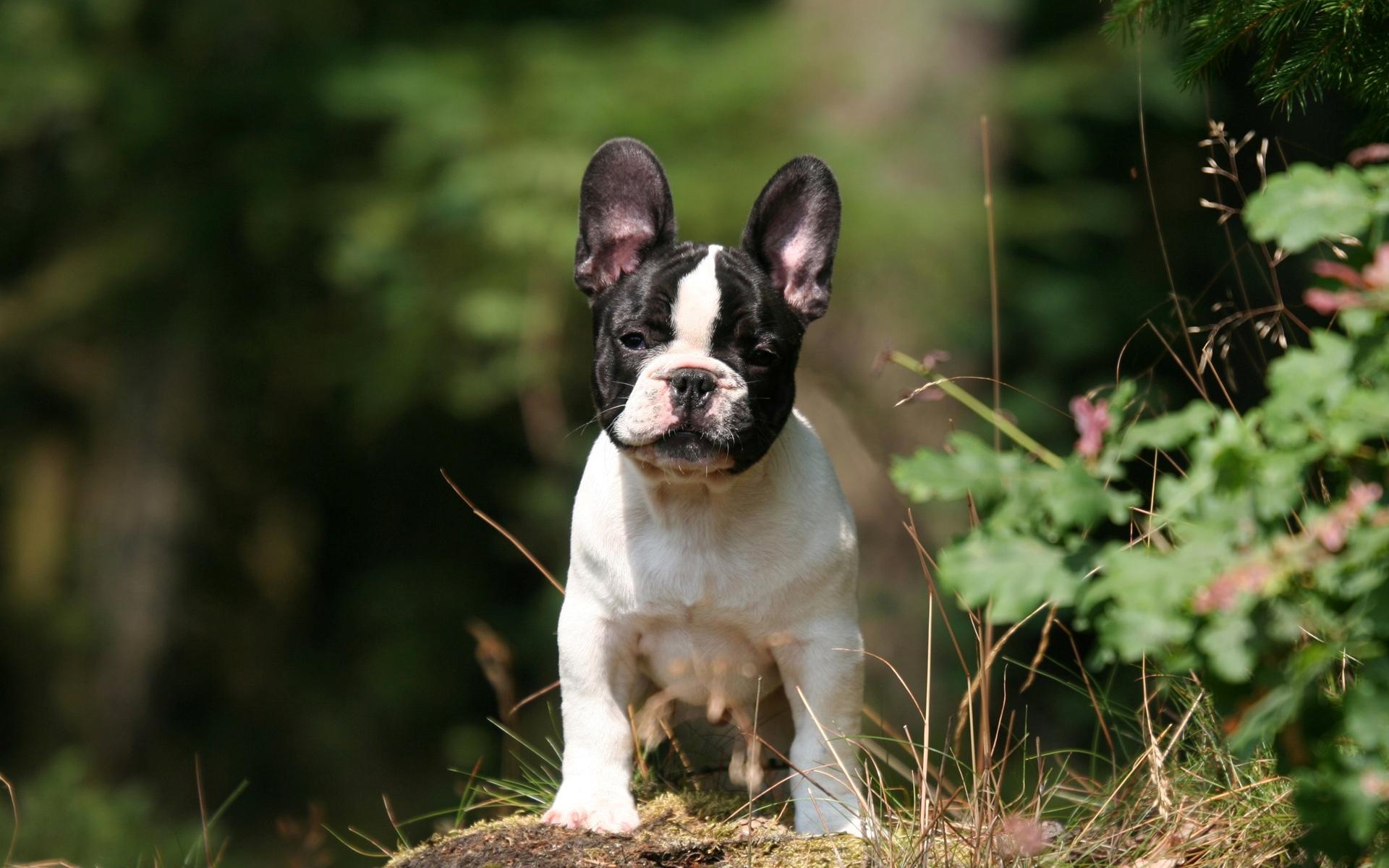 1920x1200 Download French Bulldog wallpaper for mobile phone, free French Bulldog HD picture