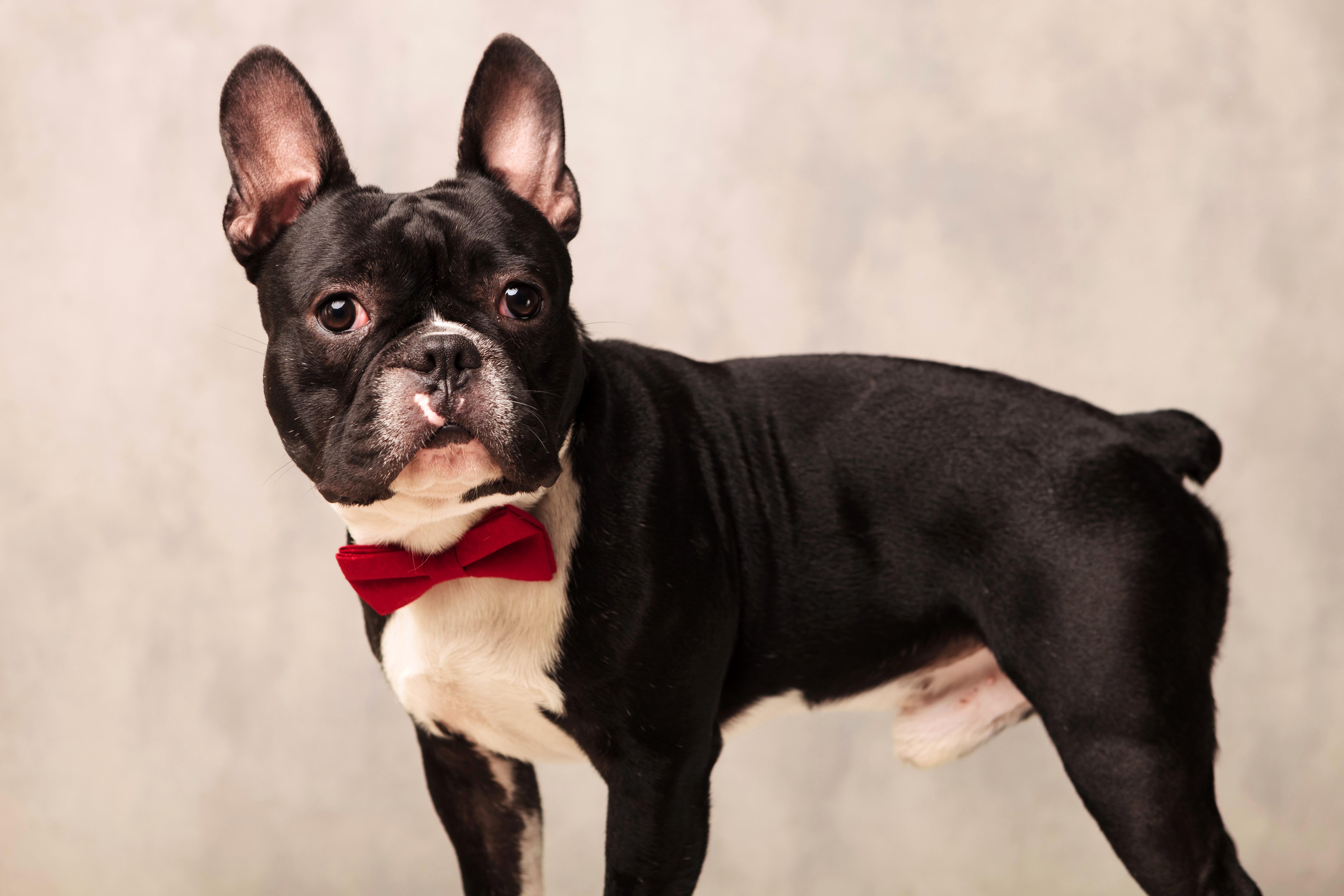 5616x3744 4K, 5K, Dogs, Bulldog, Glance Gallery HD Wallpaper