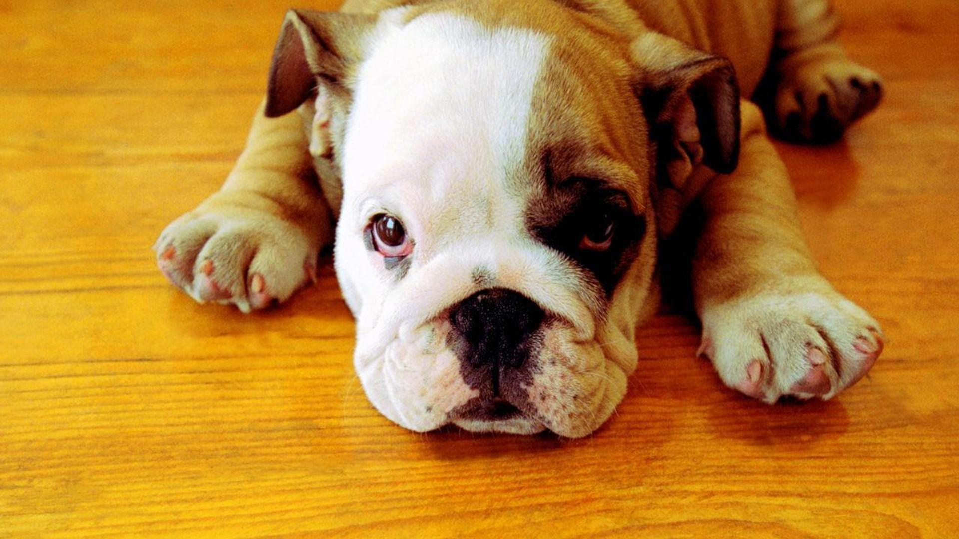 1920x1080 Georgia Bulldogs Wallpaper