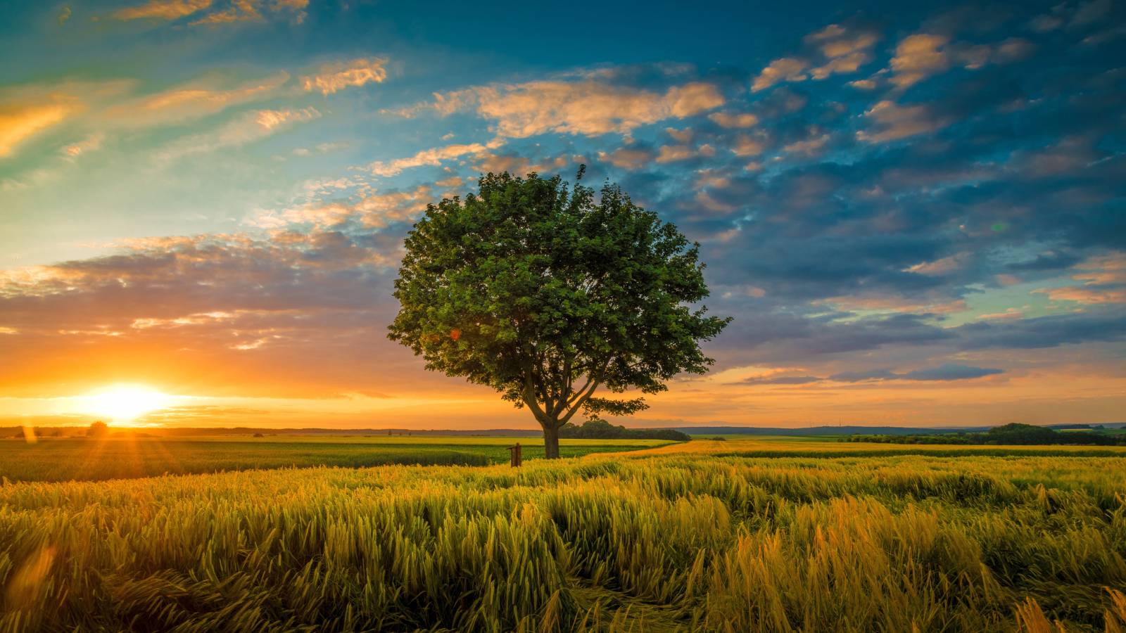 1600x900 4k Growing Tree 1600x900 Resolution Wallpaper, HD Nature 4K Wallpaper, Image, Photo and Background