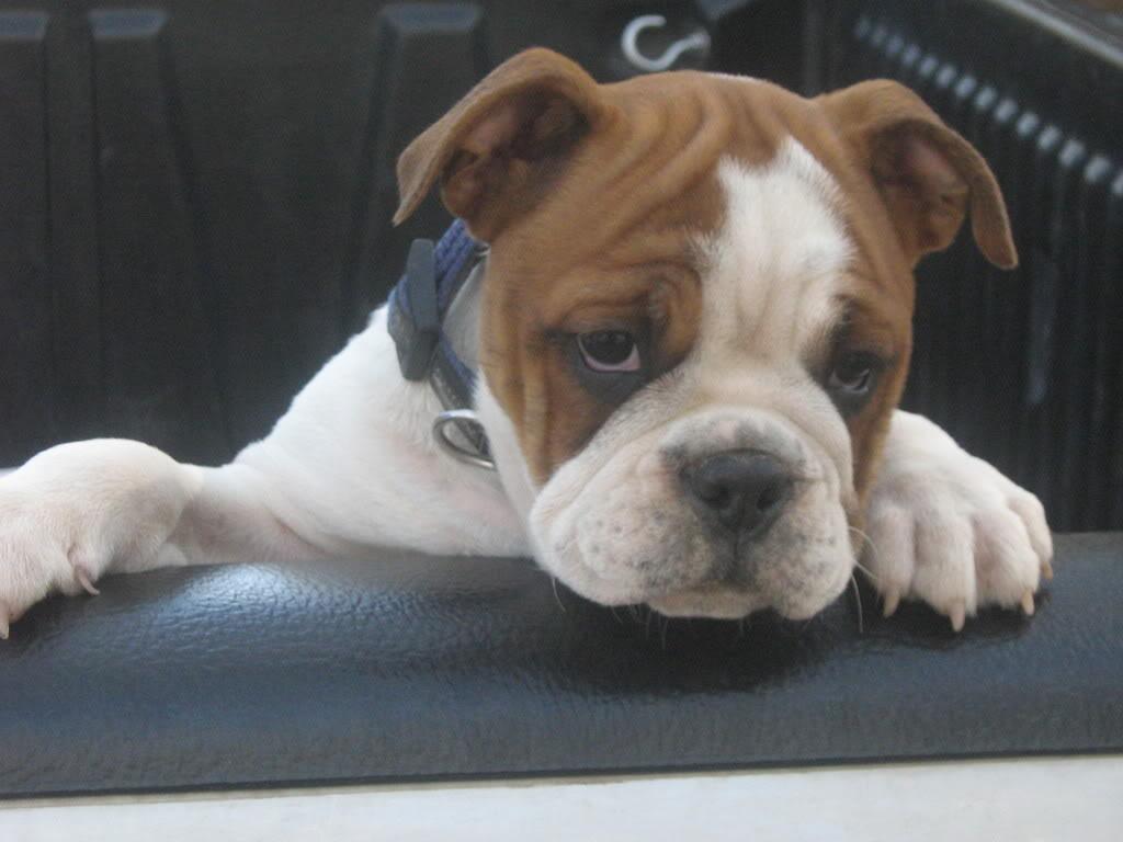 1024x768 Funny Australian Bulldog face photo and wallpaper. Beautiful Funny Australian Bulldog face picture