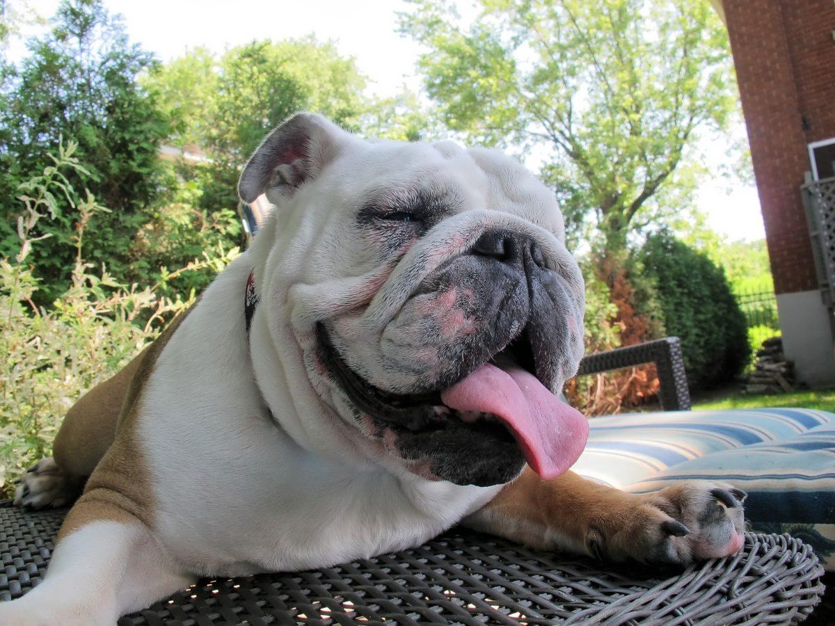 1200x900 English Bulldog Temperament & Personality. Canna Pet®