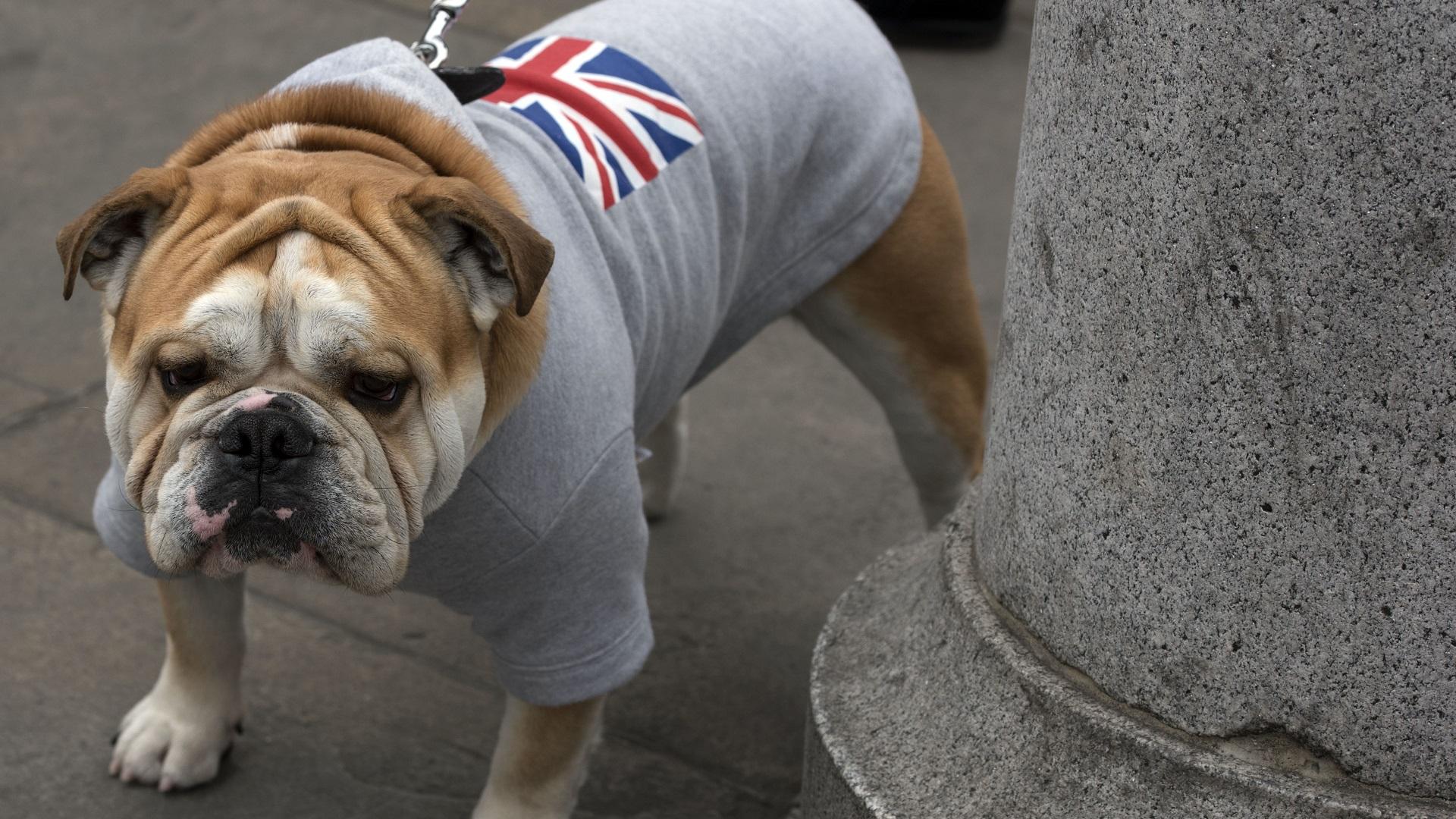 1920x1080 Oh no! Inbreeding means English Bulldogs could soon be gone for good