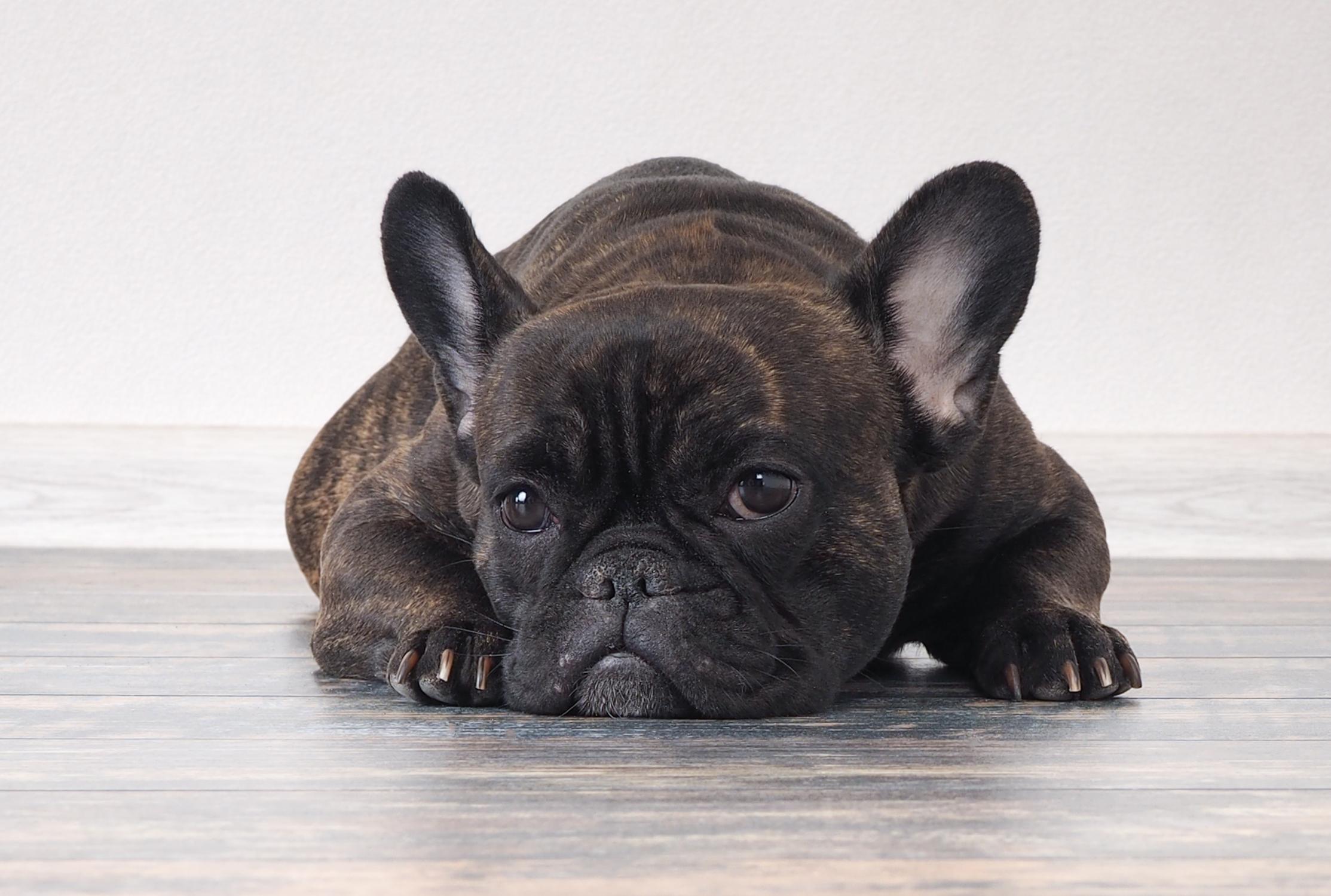 2227x1500 French Bulldog Study Shows Just How Badly Extreme Breeding Has Impacted Their Health