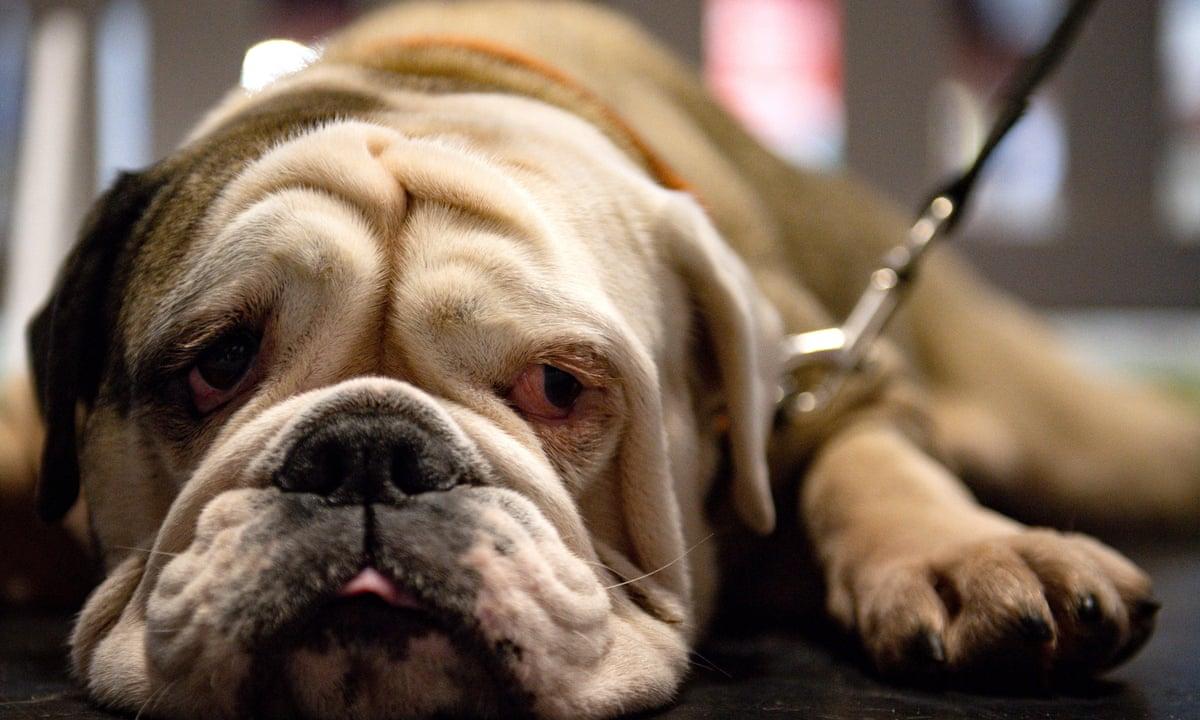 1200x720 Extreme breeding of 'cute' English bulldogs risks UK ban, say vets