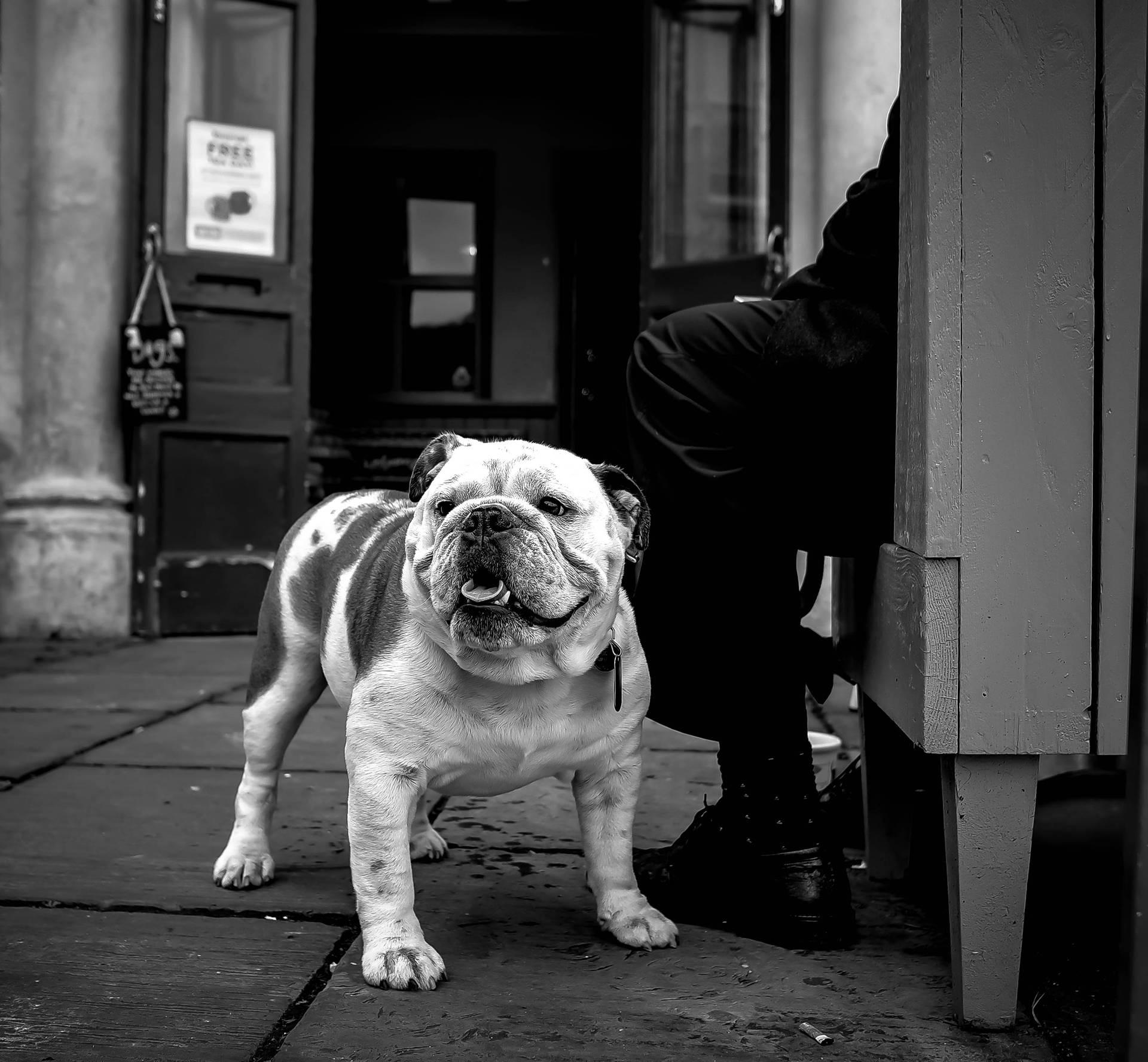 1920x1776 Free Bulldog Wallpaper Downloads, Bulldog Wallpaper for FREE