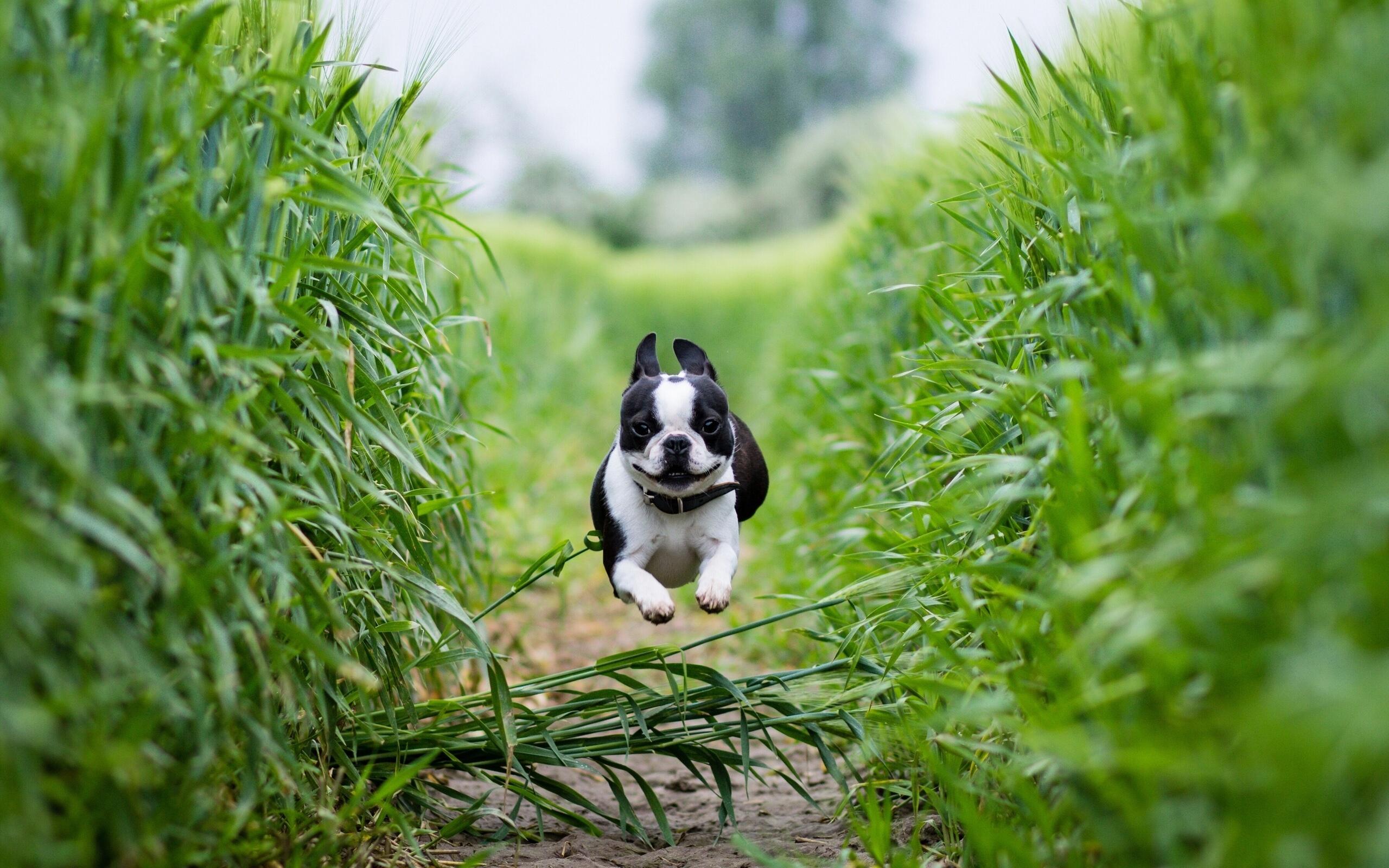 2560x1600 Download French Bulldog wallpaper for mobile phone, free French Bulldog HD picture
