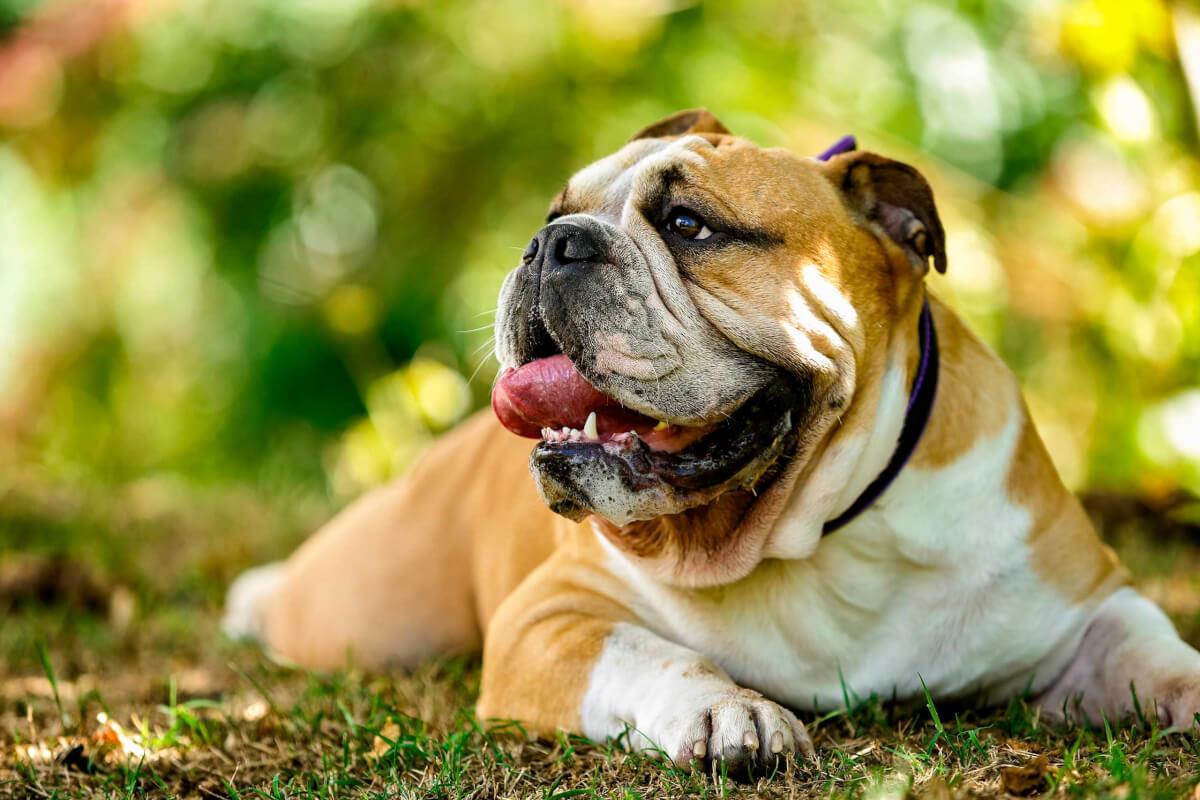1200x800 Bulldog Dog Breed Information, Picture, & More