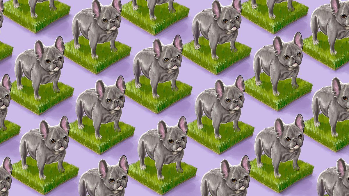 1200x675 Frenchies, labradoodles and the dilemma of the designer dog