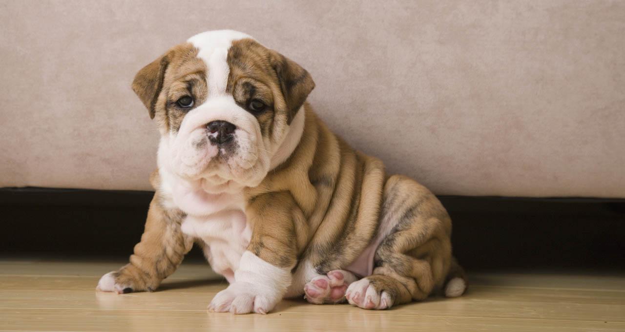 1280x680 BULLDOG (noun) definition and synonyms