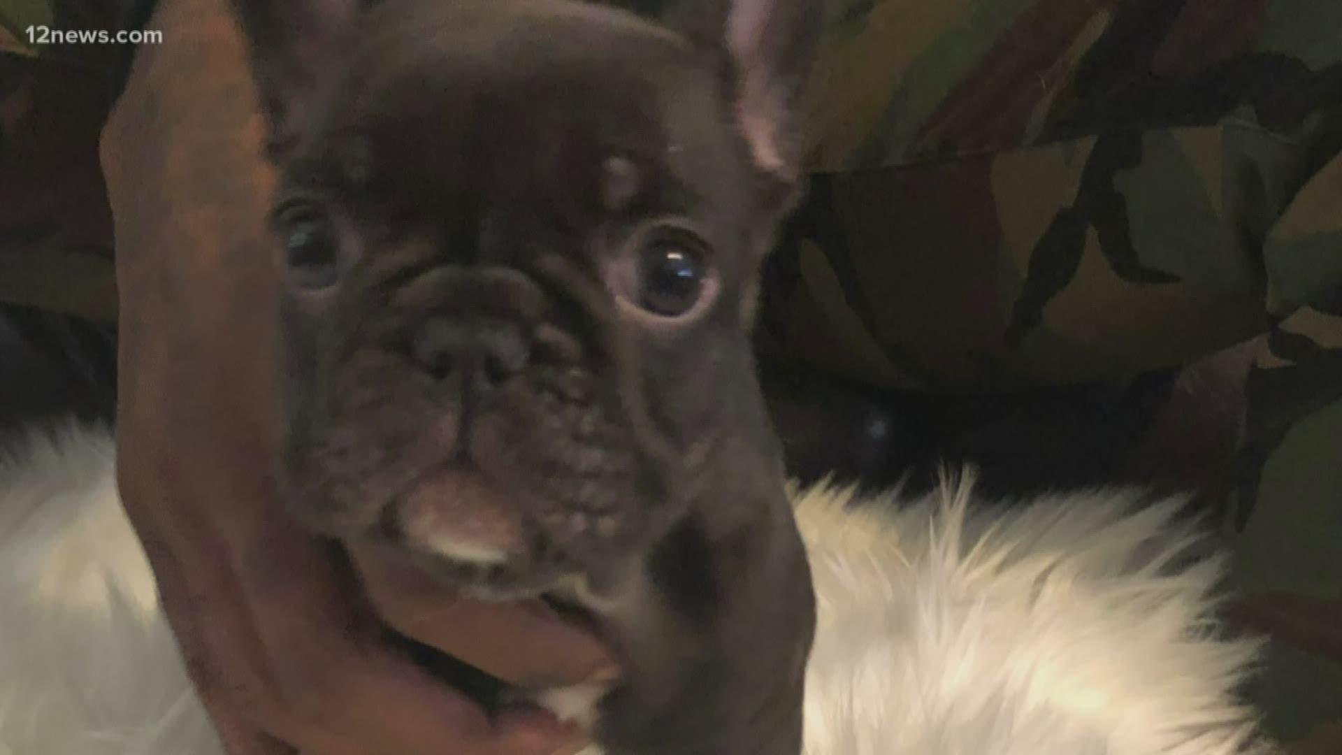 1920x1080 Woman accused of speeding off with $500 French Bulldog