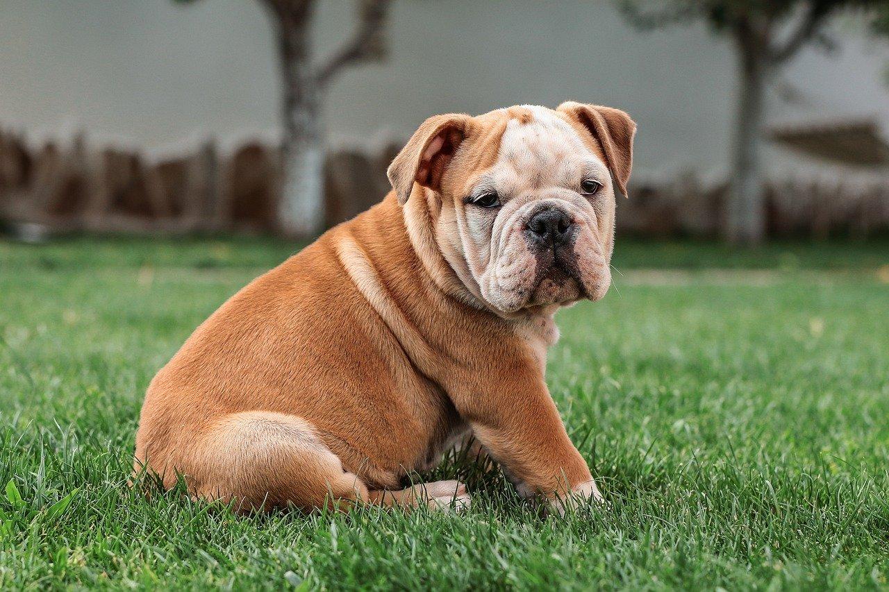 1280x853 What is Seasonal Alopecia In Dogs?. Dogwood Referrals Blog