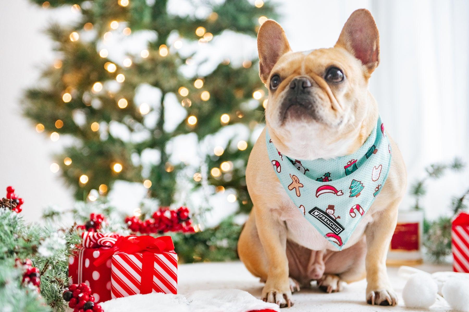 1800x1200 A Very Frenchie Bulldog Gift Guide!