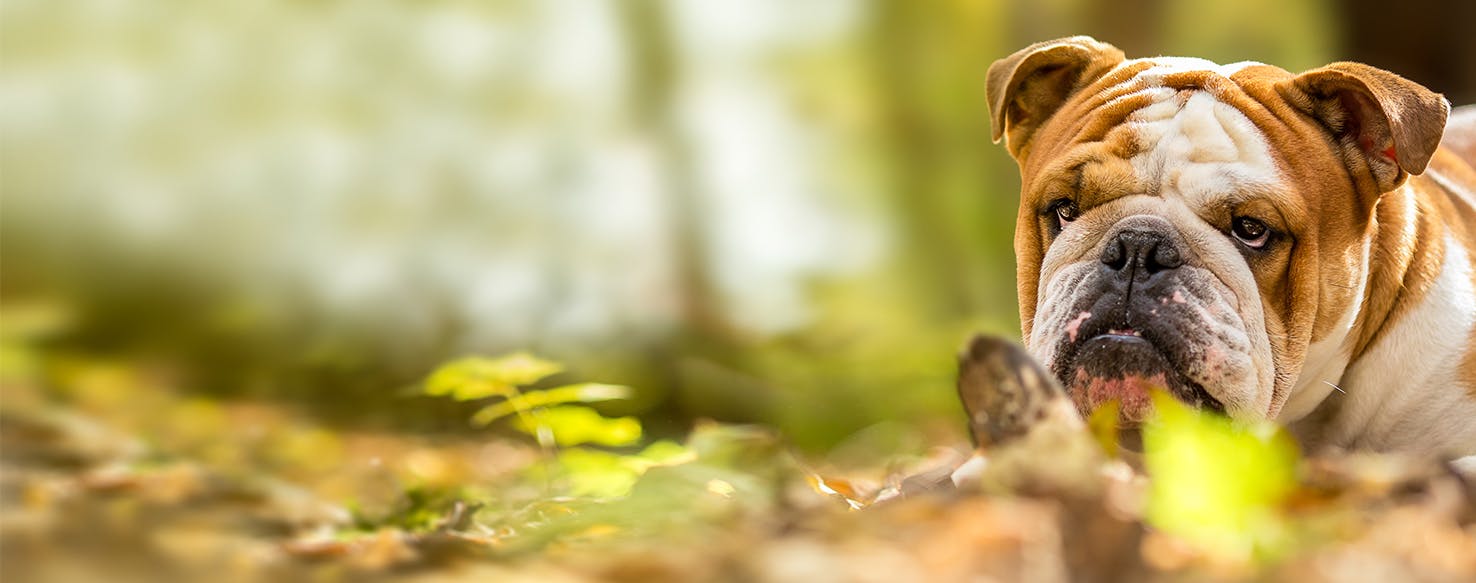 1476x583 Why Do Bulldogs Lick Their Paws!