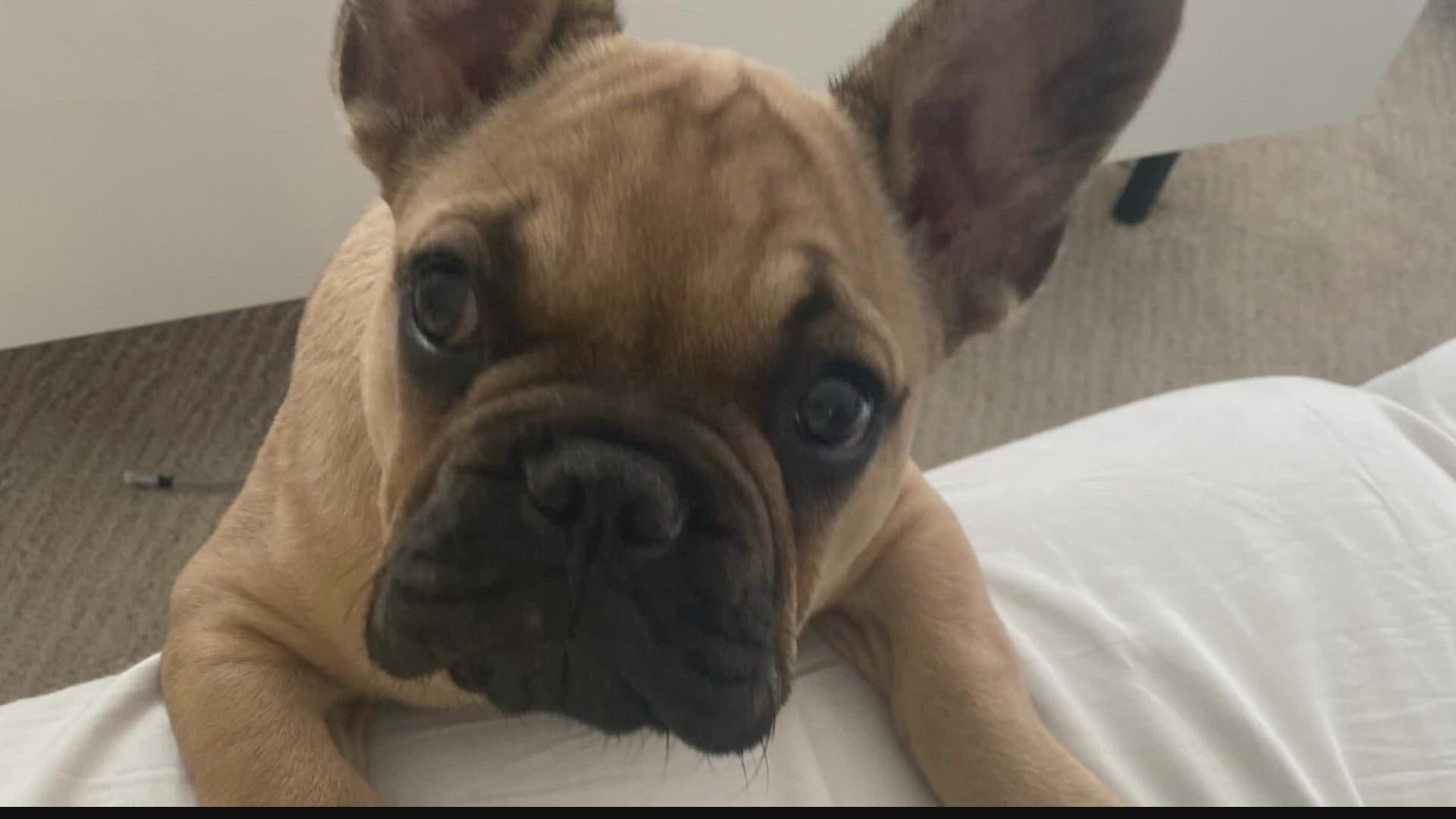 1920x1080 Dog stolen in car theft in St. Louis returned