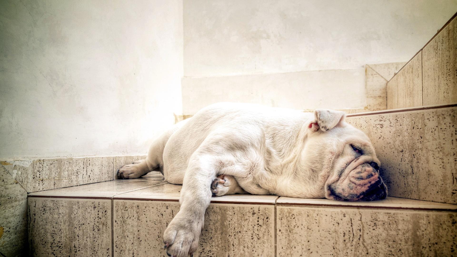 1920x1080 Wallpaper * Baggy Bulldogs