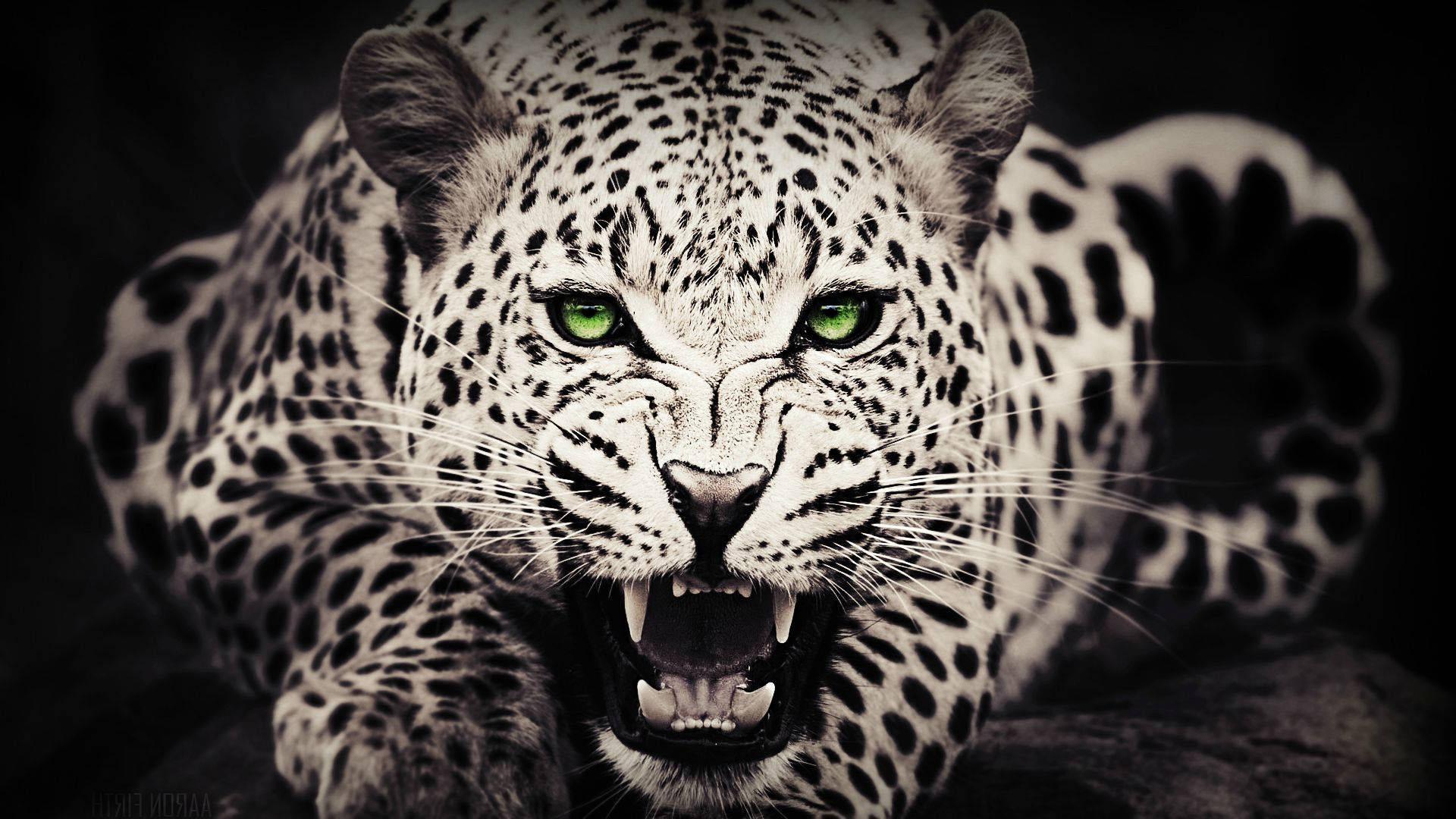 1920x1080 Free Cheetah Wallpaper Downloads, Cheetah Wallpaper for FREE